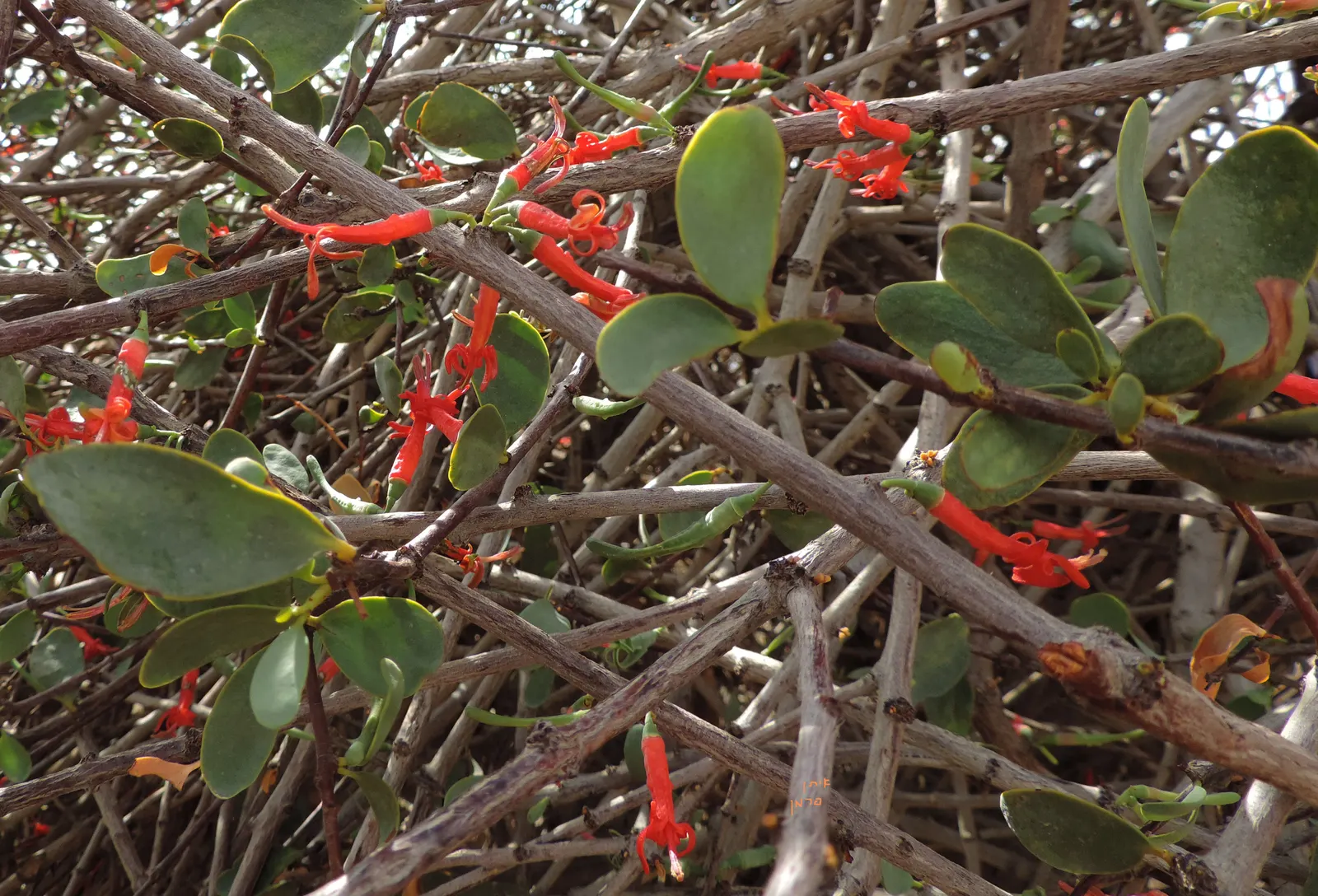 Red Acacia (Acacia Seyal) — making it a superb choice for drought-tolerant landscapes