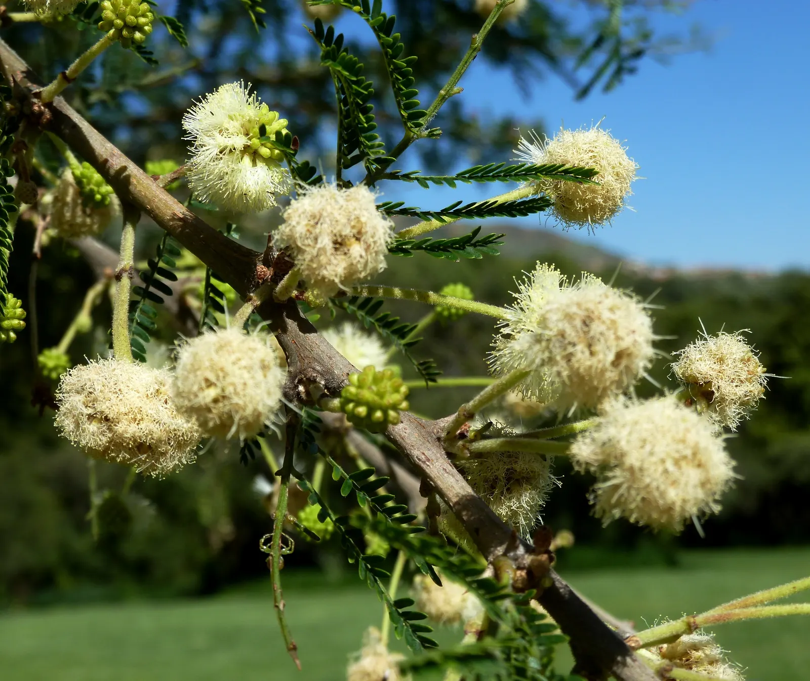 Red Acacia (Acacia Seyal) — The Red Acacia, or Acacia seyal, is a resilient deciduous tree thriving in arid climates; this hardy plant favors well-drained