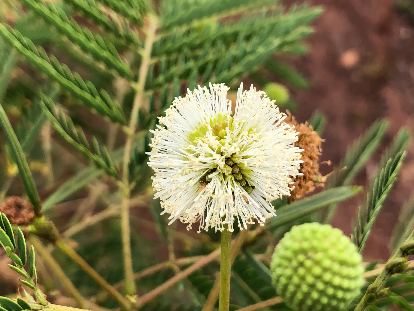 Red Acacia (Acacia Seyal) — tree with yellow blooms