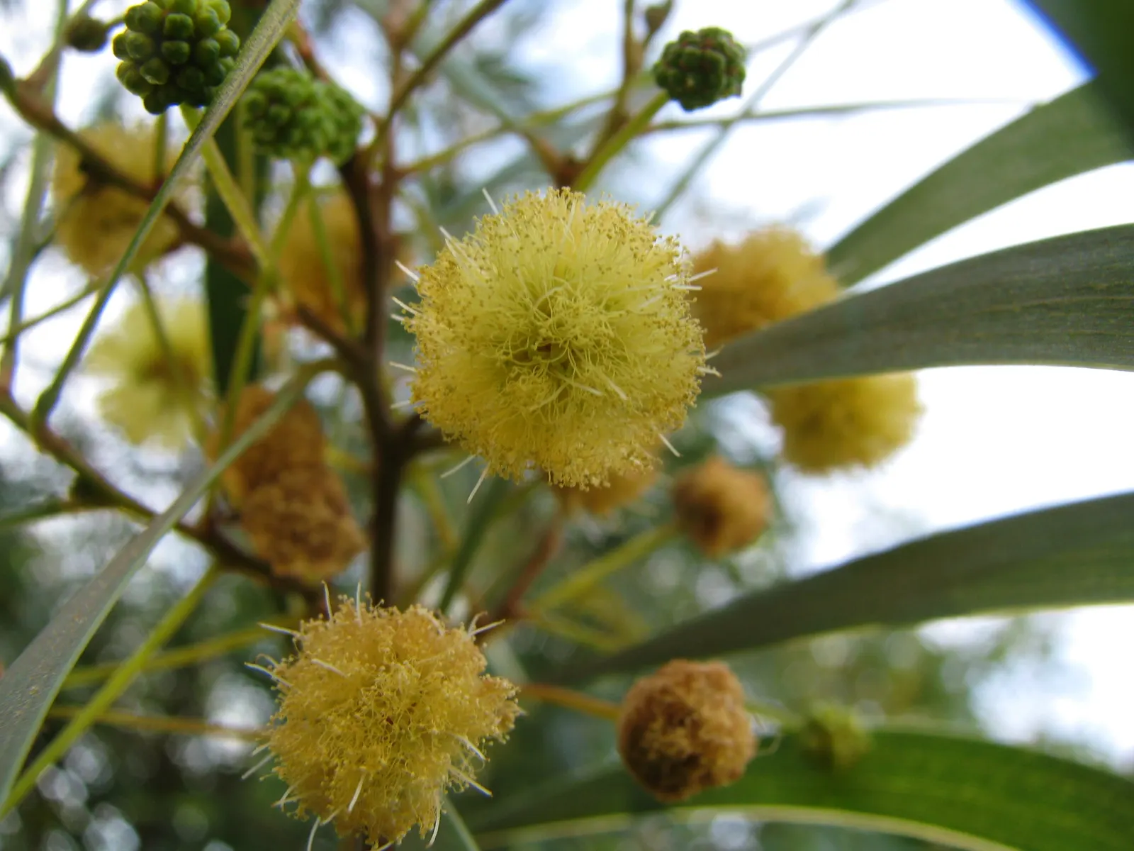 Red Acacia (Acacia Seyal) — it thrives in full sunlight and can adapt to a range of soil types