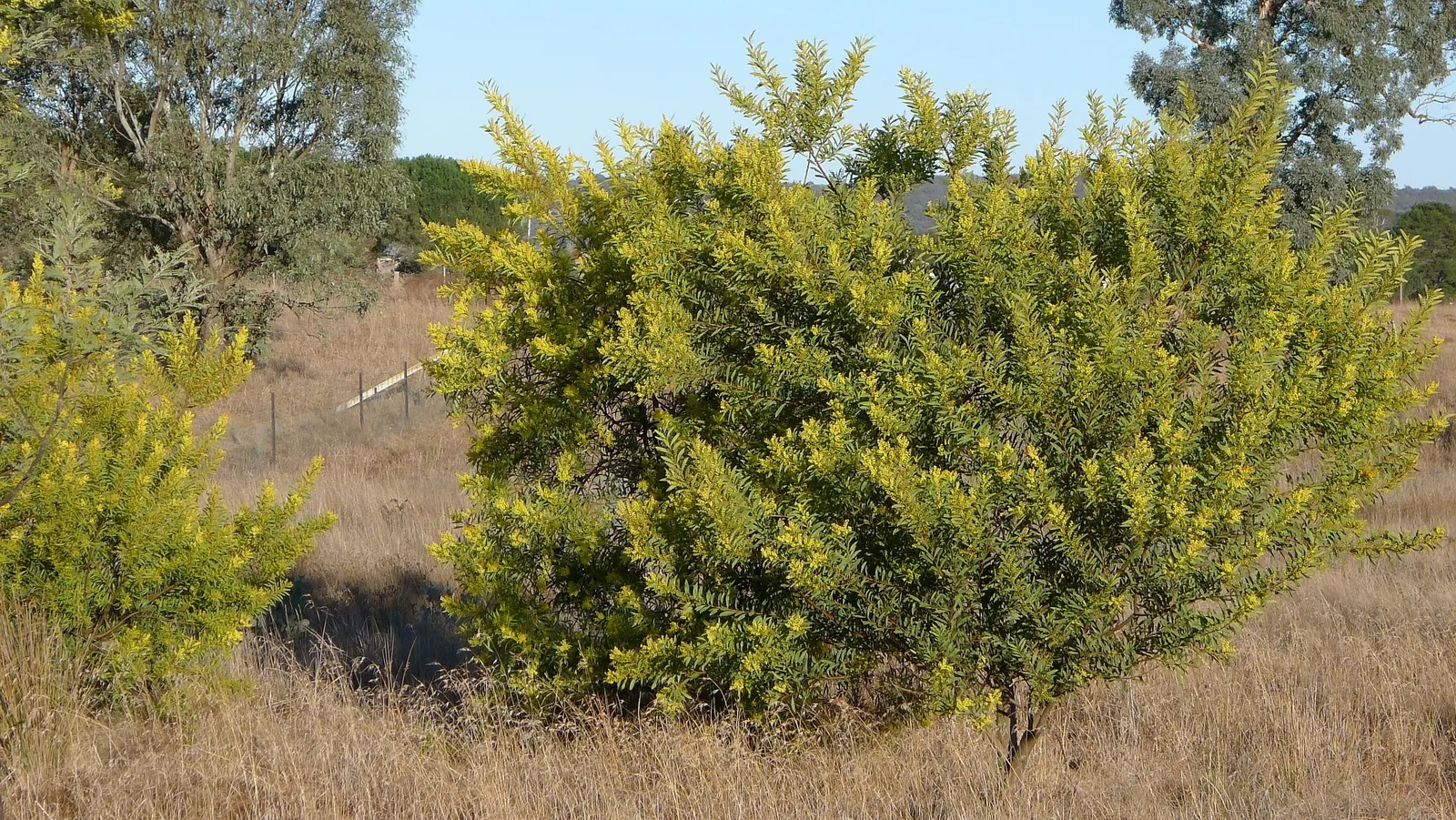Red Acacia (Acacia Seyal) — It typically reaches 16-49 feet in height under full sun; with compound leaves divided into numerous small leaflets