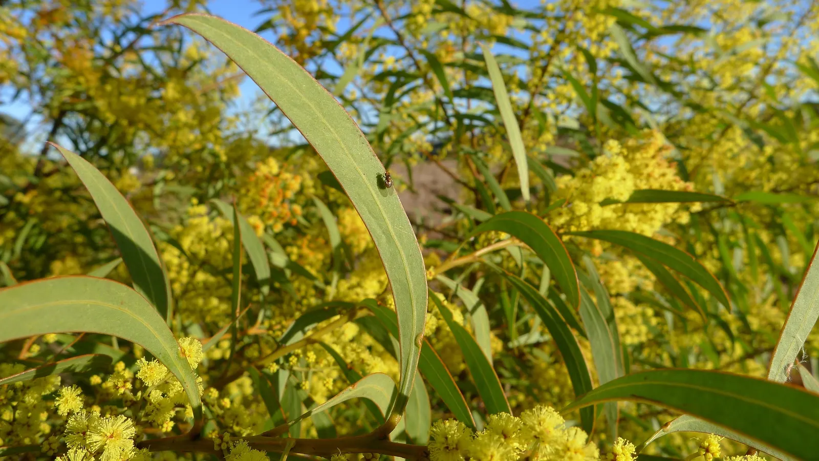 Red Acacia (Acacia Seyal) — scientifically known as Acacia seyal; providing ample shade in the warmer months.<br><br>The Red Acacia boasts feathery