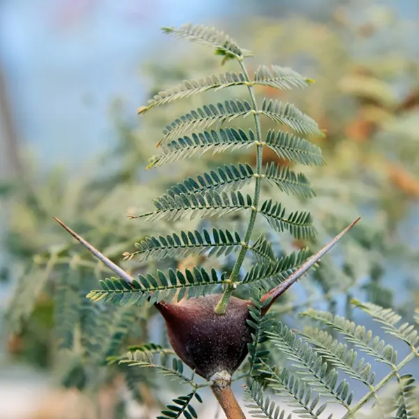 Red Acacia (Acacia Seyal) — yellow flowers in the garden