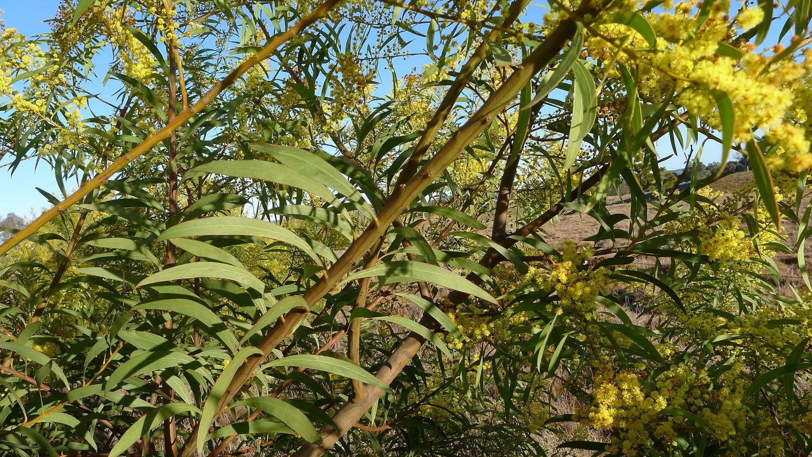 Red Acacia (Acacia Seyal) — tree with yellow blooms; the tree bursts into color with fluffy