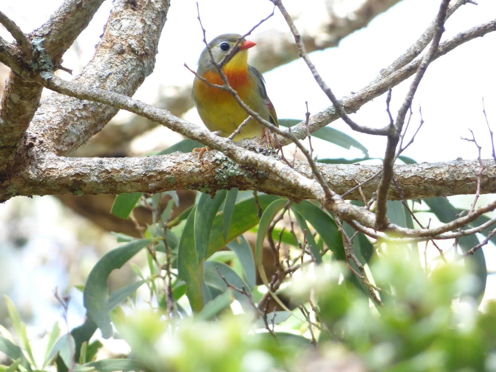 Red Acacia (Acacia Seyal) — tree for full or half