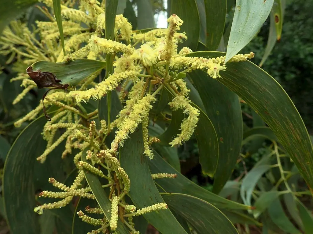 Red Acacia (Acacia Seyal) — consider its growth pattern and potential size; spherical flower heads that add an attractive splash to any garden space