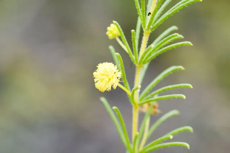 Red Acacia (Acacia Seyal) — is an elegant and hardy deciduous tree notable for its striking reddish-brown bark and bright yellow blooms