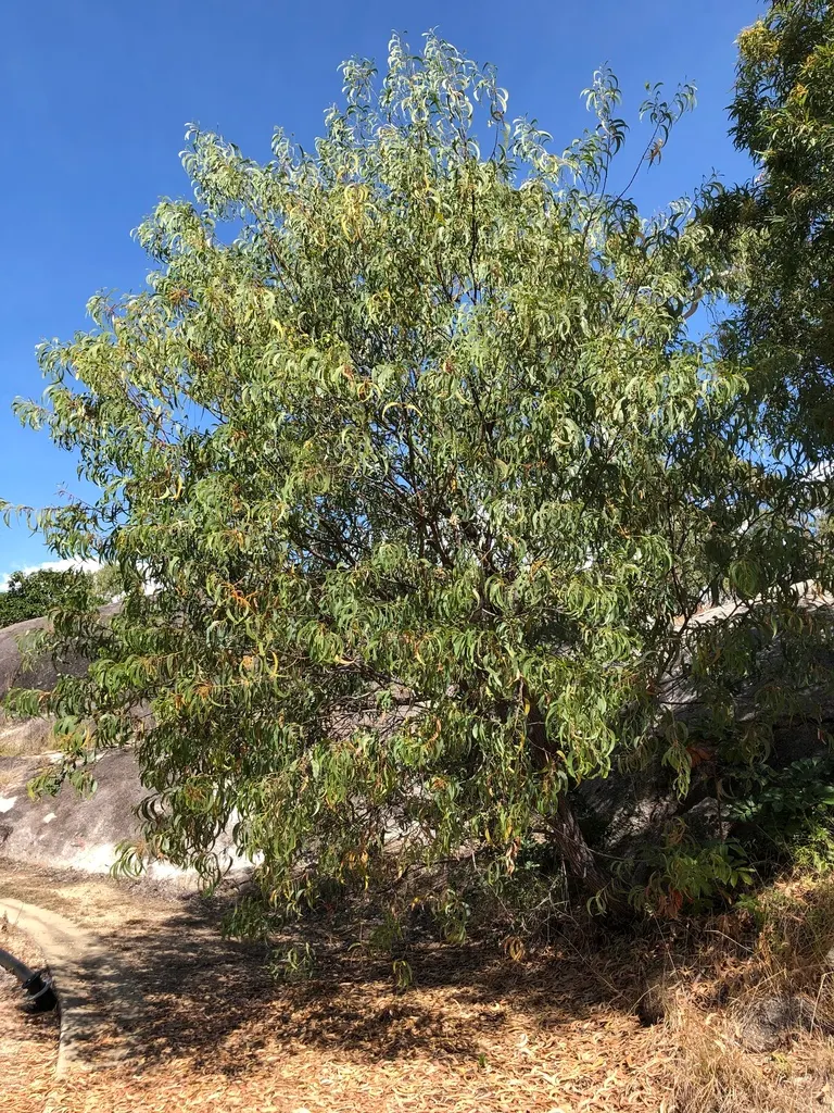 Red Acacia (Acacia Seyal) — requiring thoughtful placement in the landscape to avoid high-traffic areas; which can reach up to 3 inches long