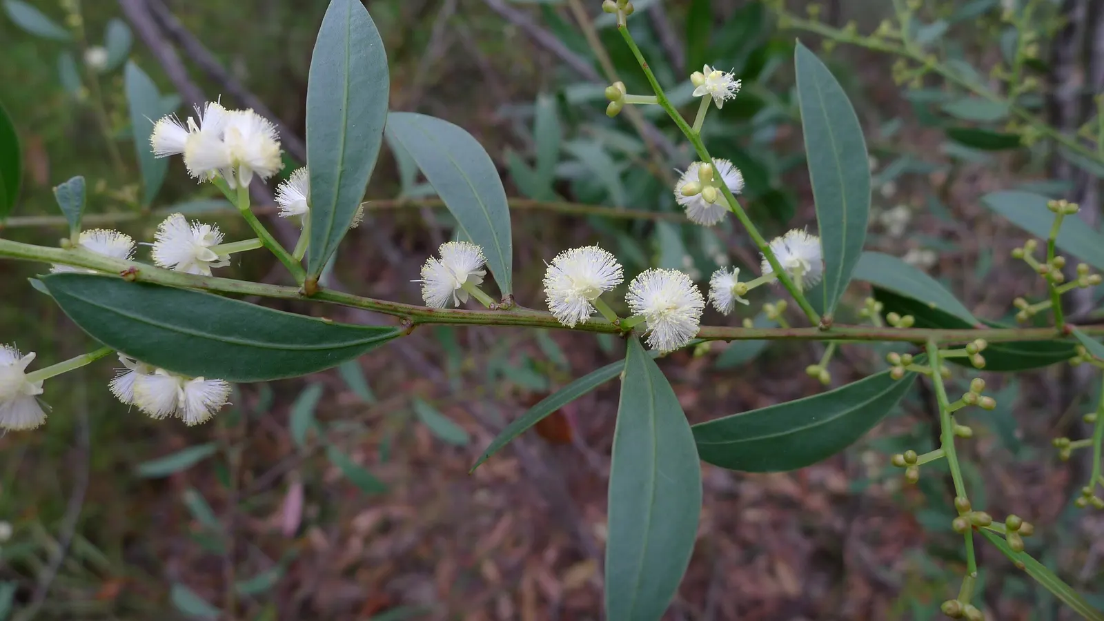 Red Acacia (Acacia Seyal) — which can reach up to 3 inches long
