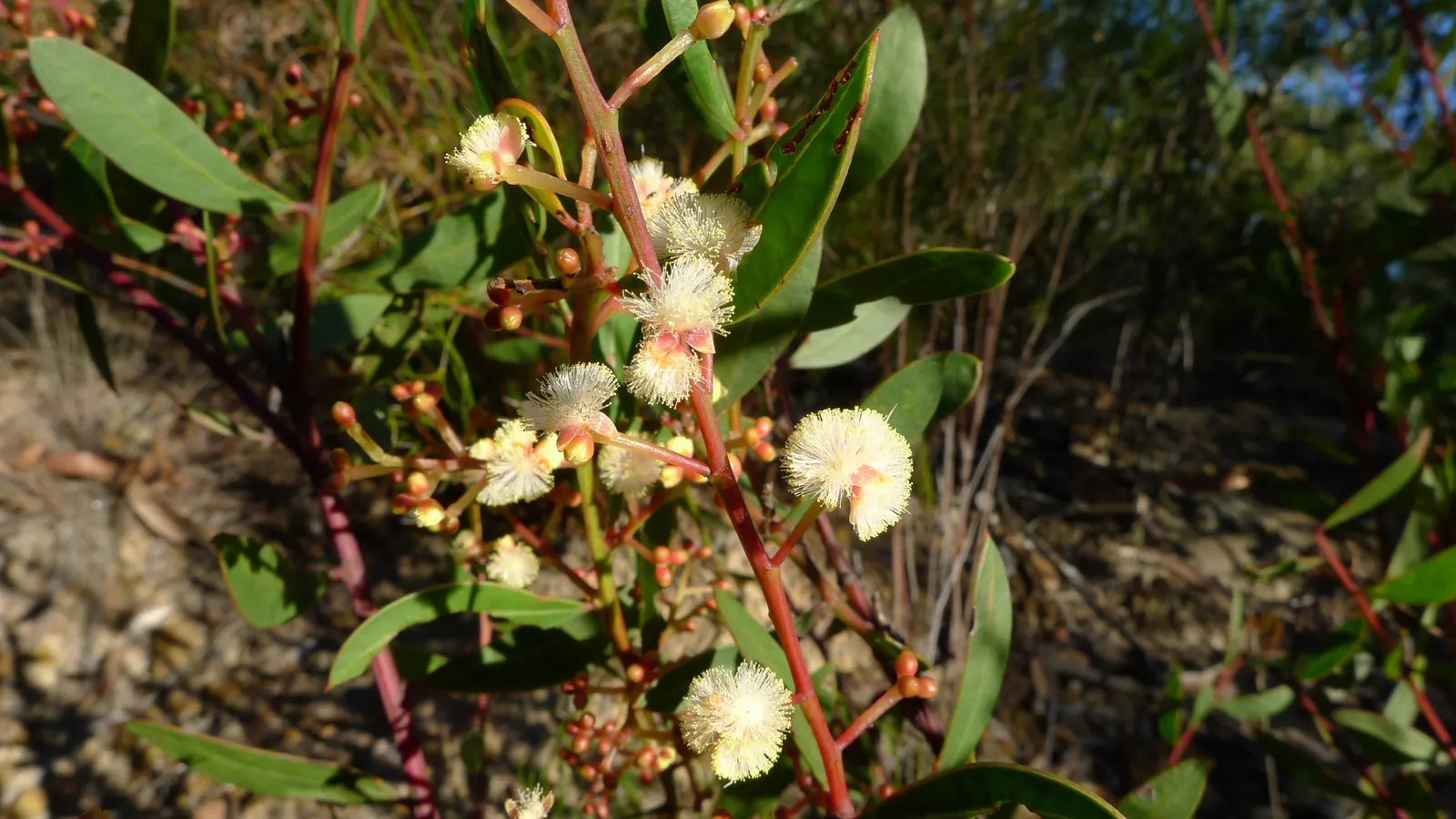 Red Acacia (Acacia Seyal) — This hardy plant favors well-drained soils and tolerates drought; noted for its reddish-brown bark and thorny branches, image 48