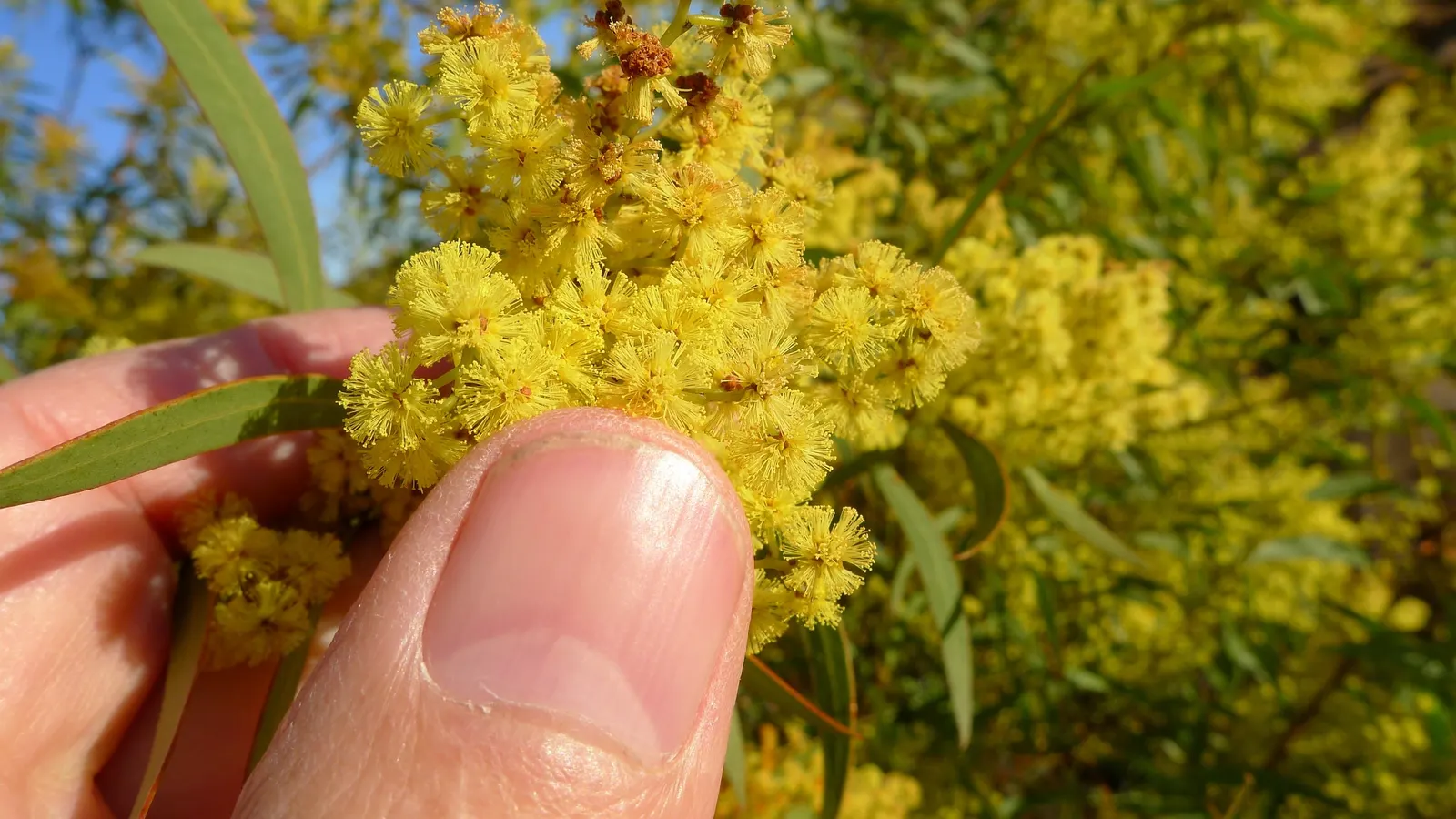Red Acacia (Acacia Seyal) — A key feature of this African native is its resilience to dry conditions