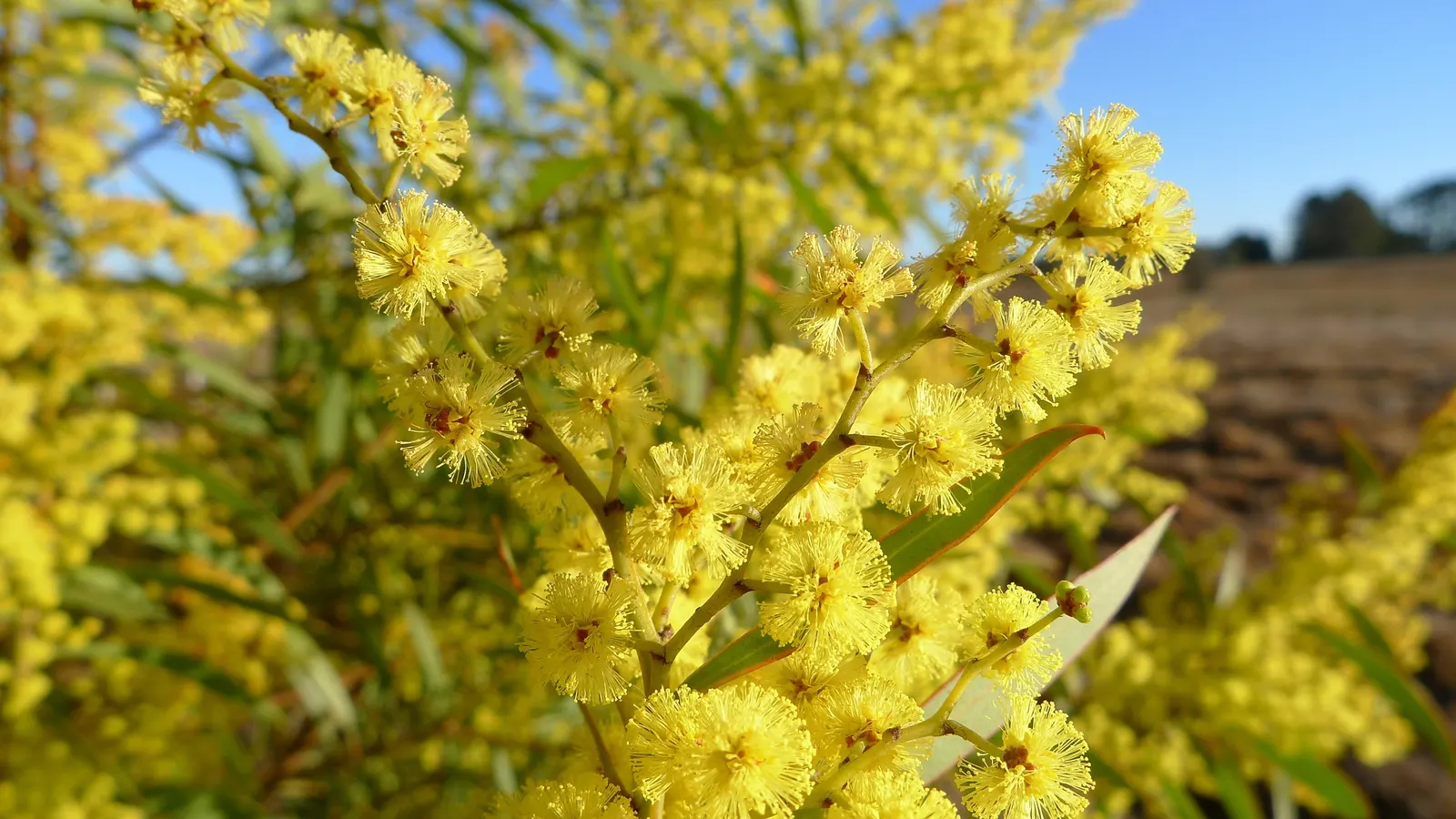 Red Acacia (Acacia Seyal) — providing ample shade in the warmer months.<br><br>The Red Acacia boasts feathery; the Red Acacia, or Acacia seyal, is a resilient