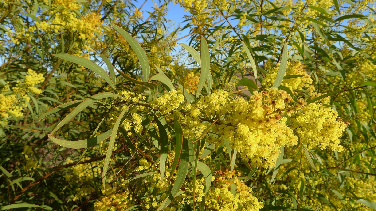 Red Acacia (Acacia Seyal) — is an elegant and hardy deciduous tree notable for its striking reddish-brown bark and bright yellow blooms; although, image 50