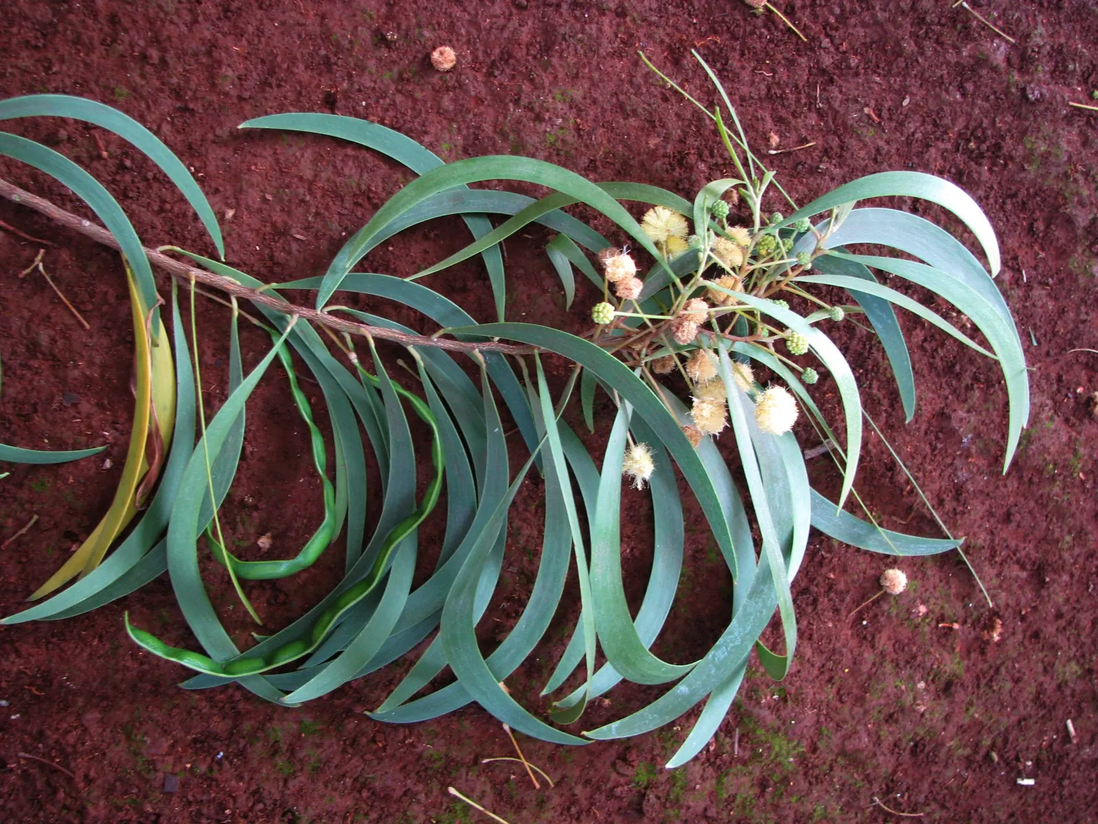 Red Acacia (Acacia Seyal) — The Red Acacia, or Acacia seyal, is a resilient deciduous tree thriving in arid climates