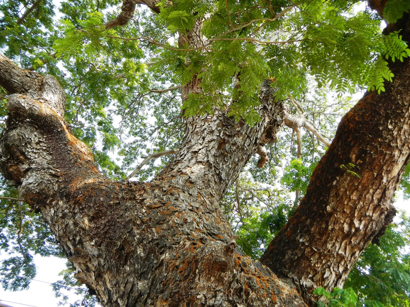 Red Acacia (Acacia Seyal) — providing ample shade in the warmer months.<br><br>The Red Acacia boasts feathery