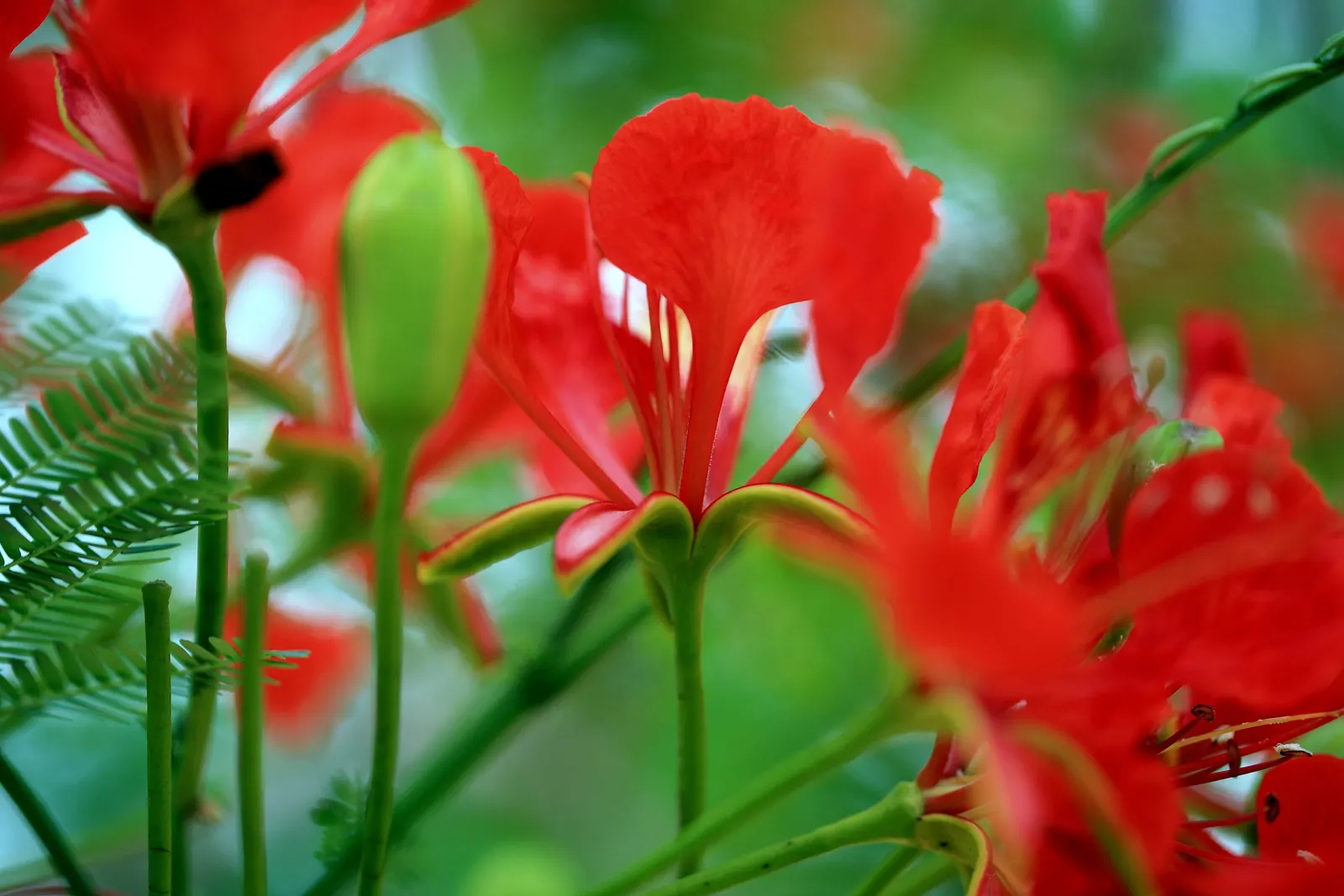 Red Acacia (Acacia Seyal) — It typically reaches 16-49 feet in height under full sun