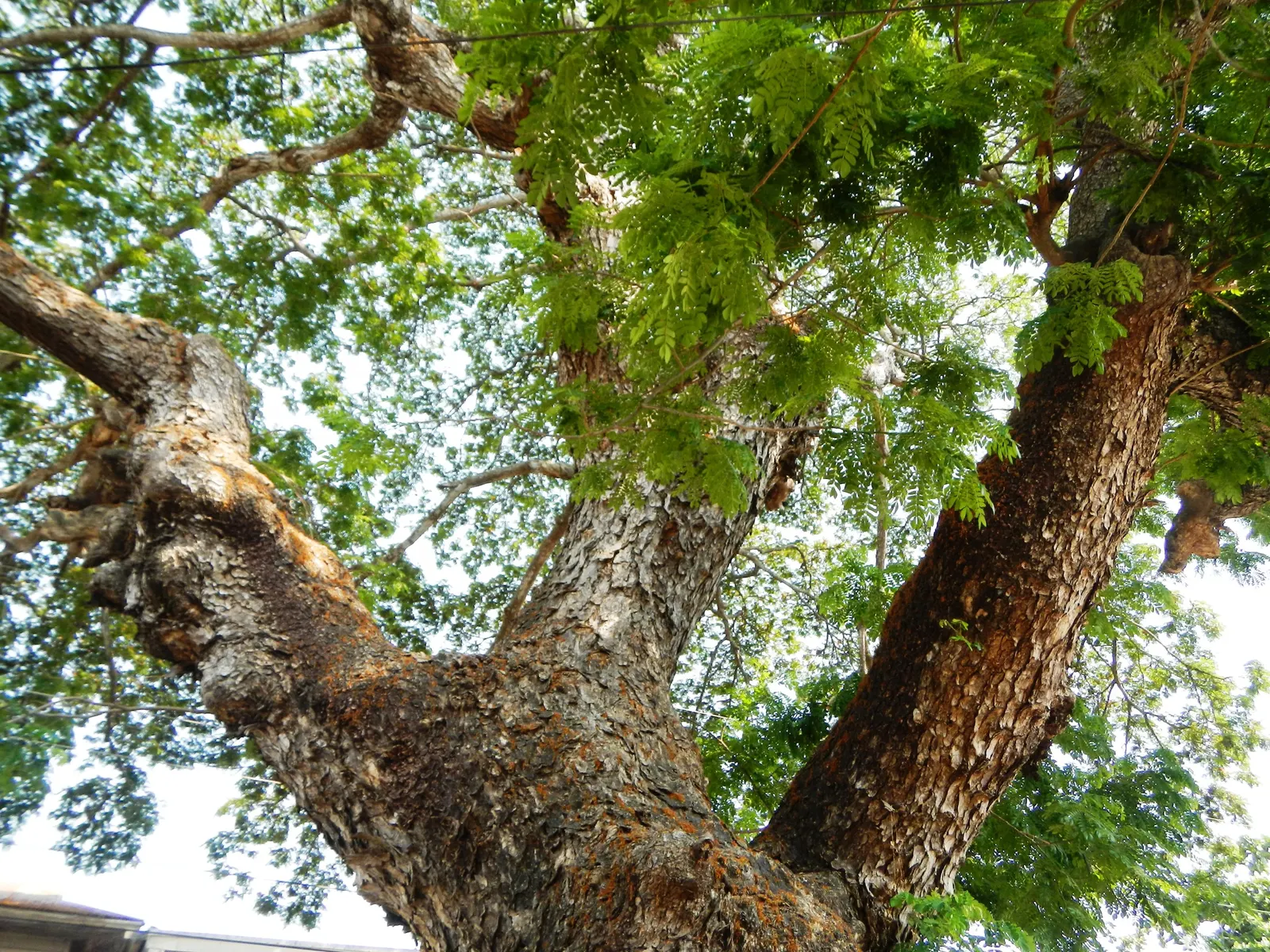 Red Acacia (Acacia Seyal) — although it prefers well-draining conditions