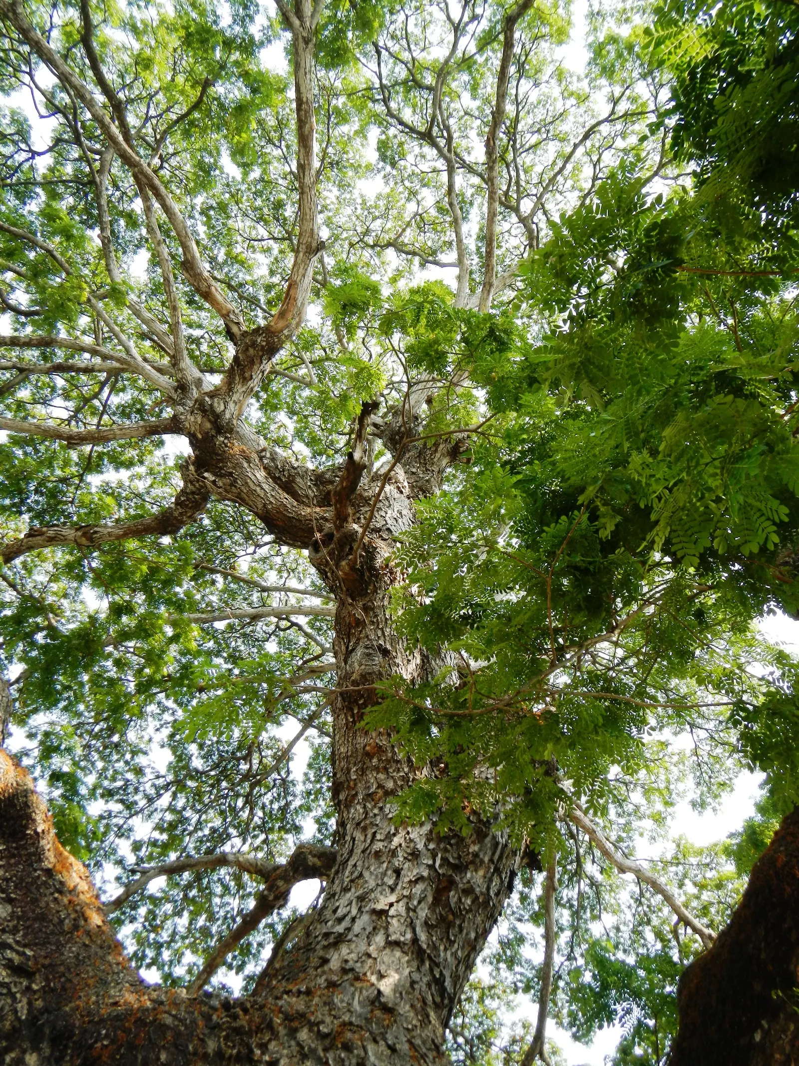 Red Acacia (Acacia Seyal) — This hardy plant favors well-drained soils and tolerates drought; noted for its reddish-brown bark and thorny branches, it sprouts