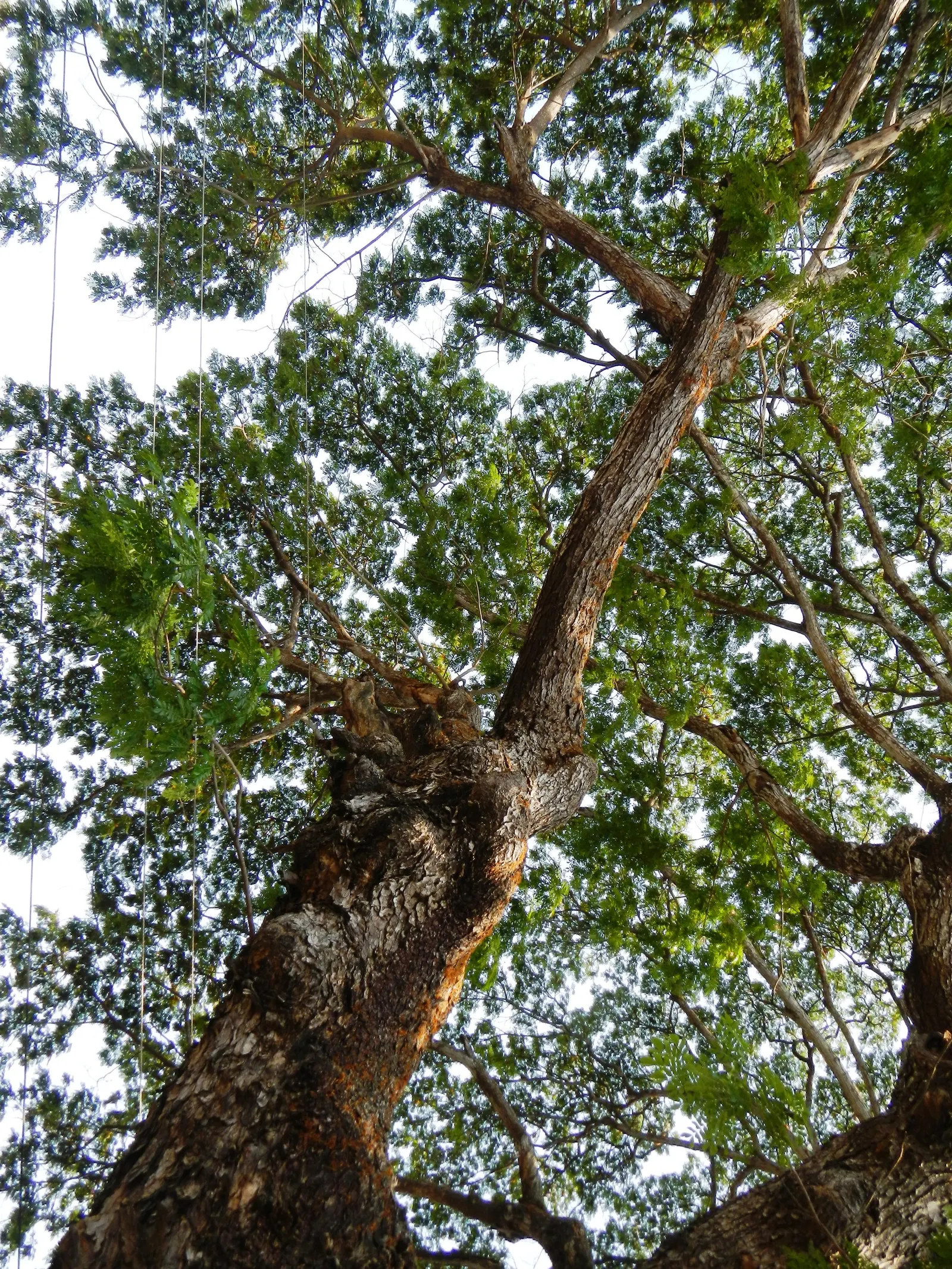 Red Acacia (Acacia Seyal) — requiring thoughtful placement in the landscape to avoid high-traffic areas