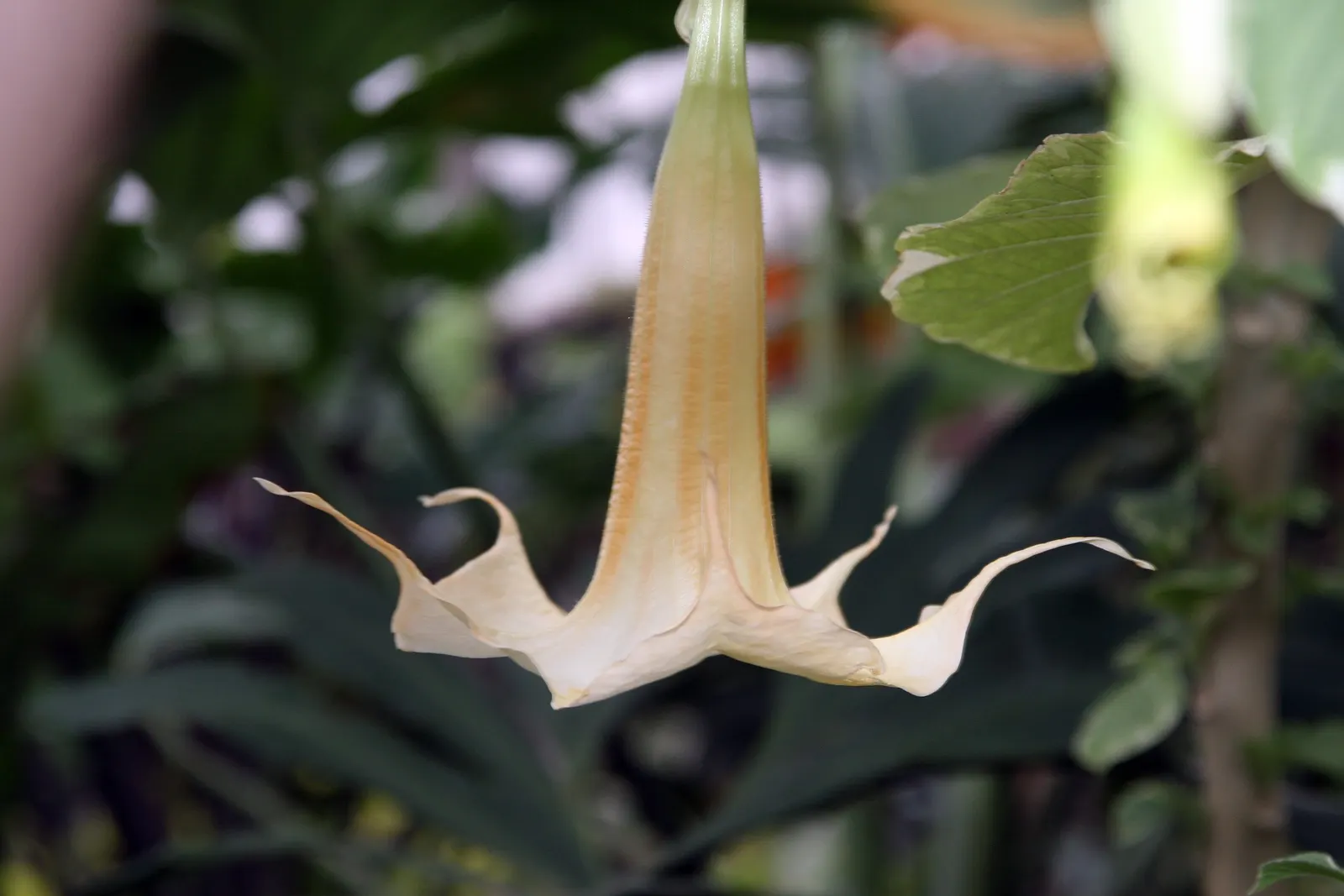 Angel's Trumpet Cultivars (Brugmansia Cultivars) — Caution: all parts are toxic if ingested
