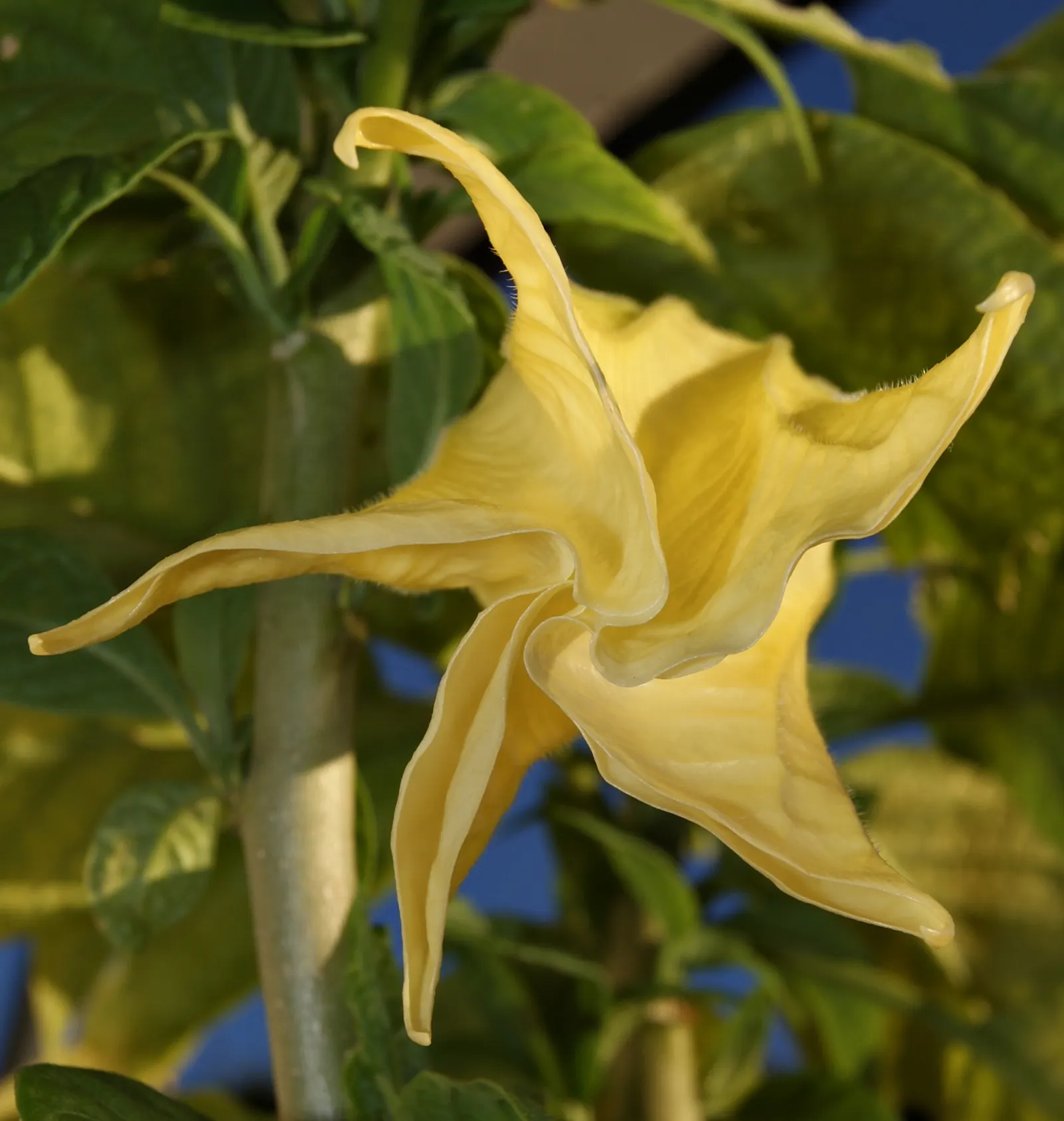 Angel's Trumpet Cultivars (Brugmansia Cultivars) — Providing stunning aesthetic appeal; tropical feel to a garden space.<br><br>Brugmansia cultivars thrive in