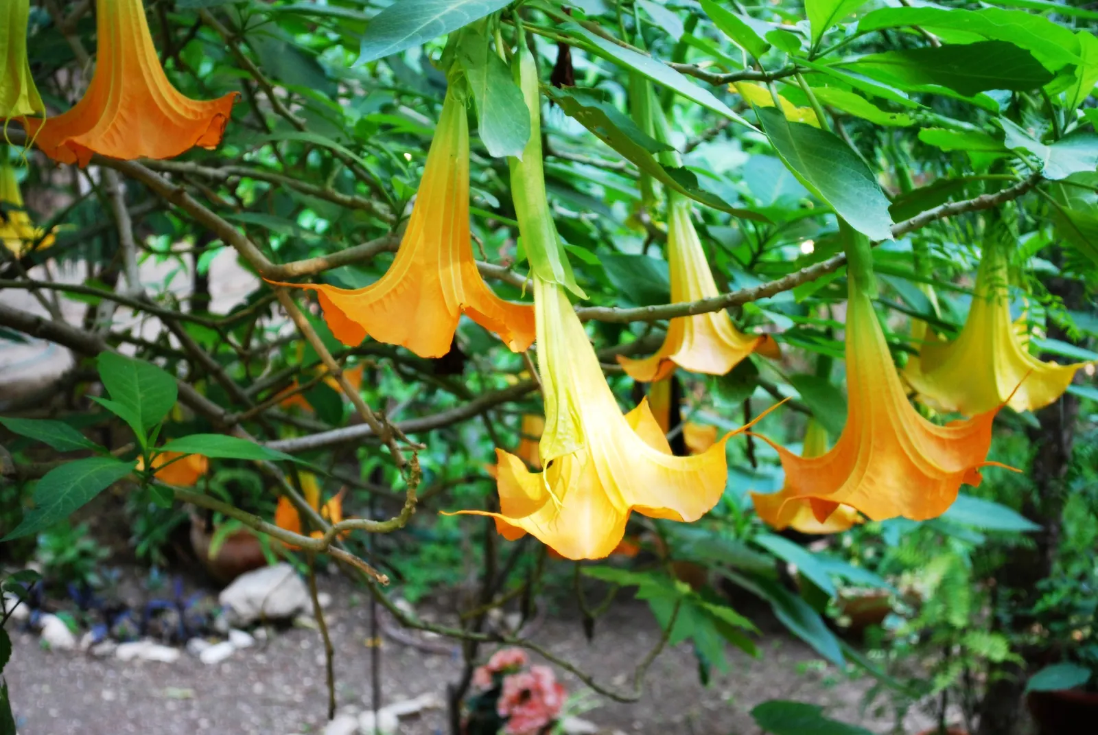 Angel's Trumpet Cultivars (Brugmansia Cultivars) — shrub for full or half