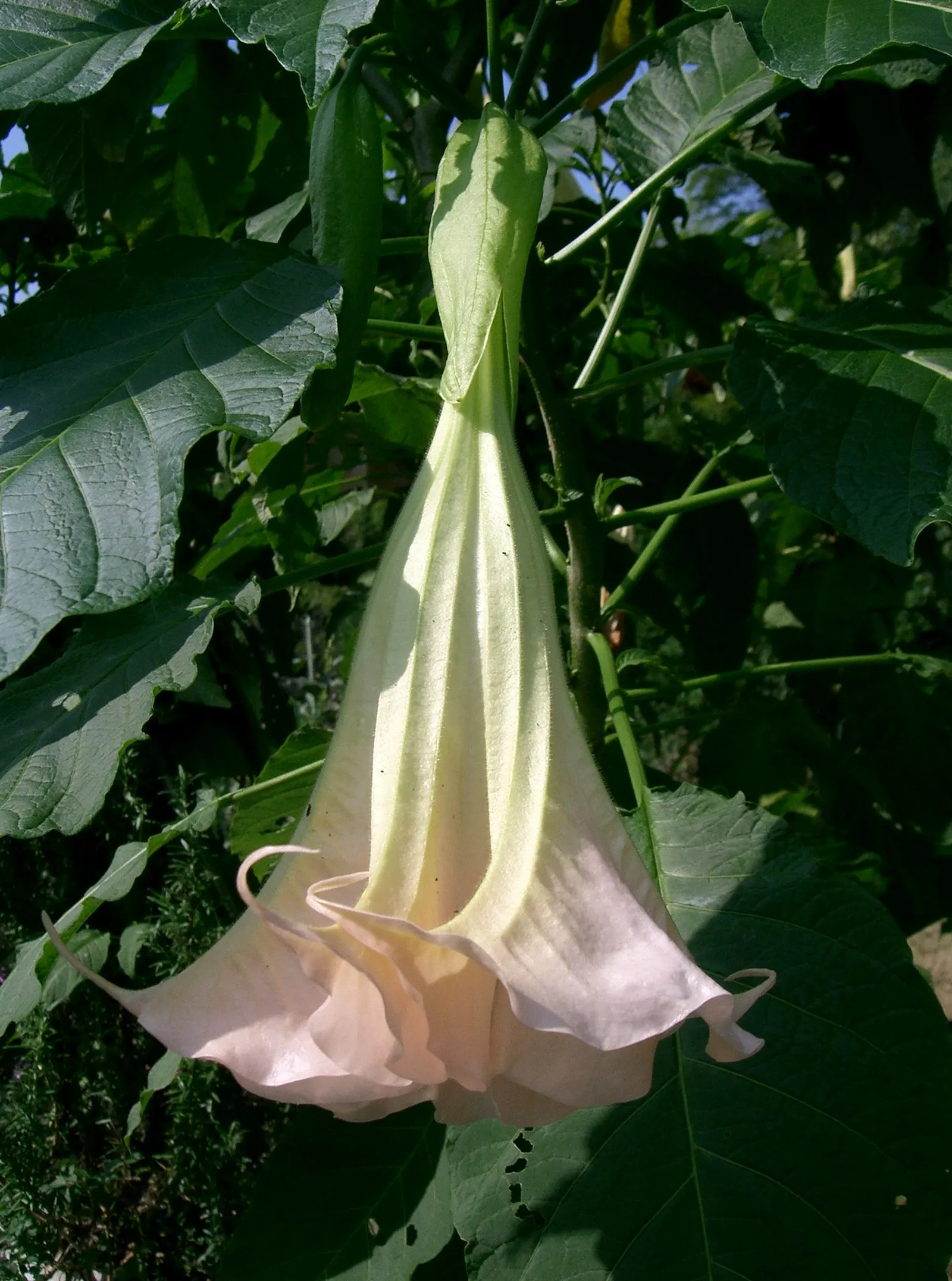 Angel's Trumpet Cultivars (Brugmansia Cultivars) — which can range from 6 to 20 inches in length