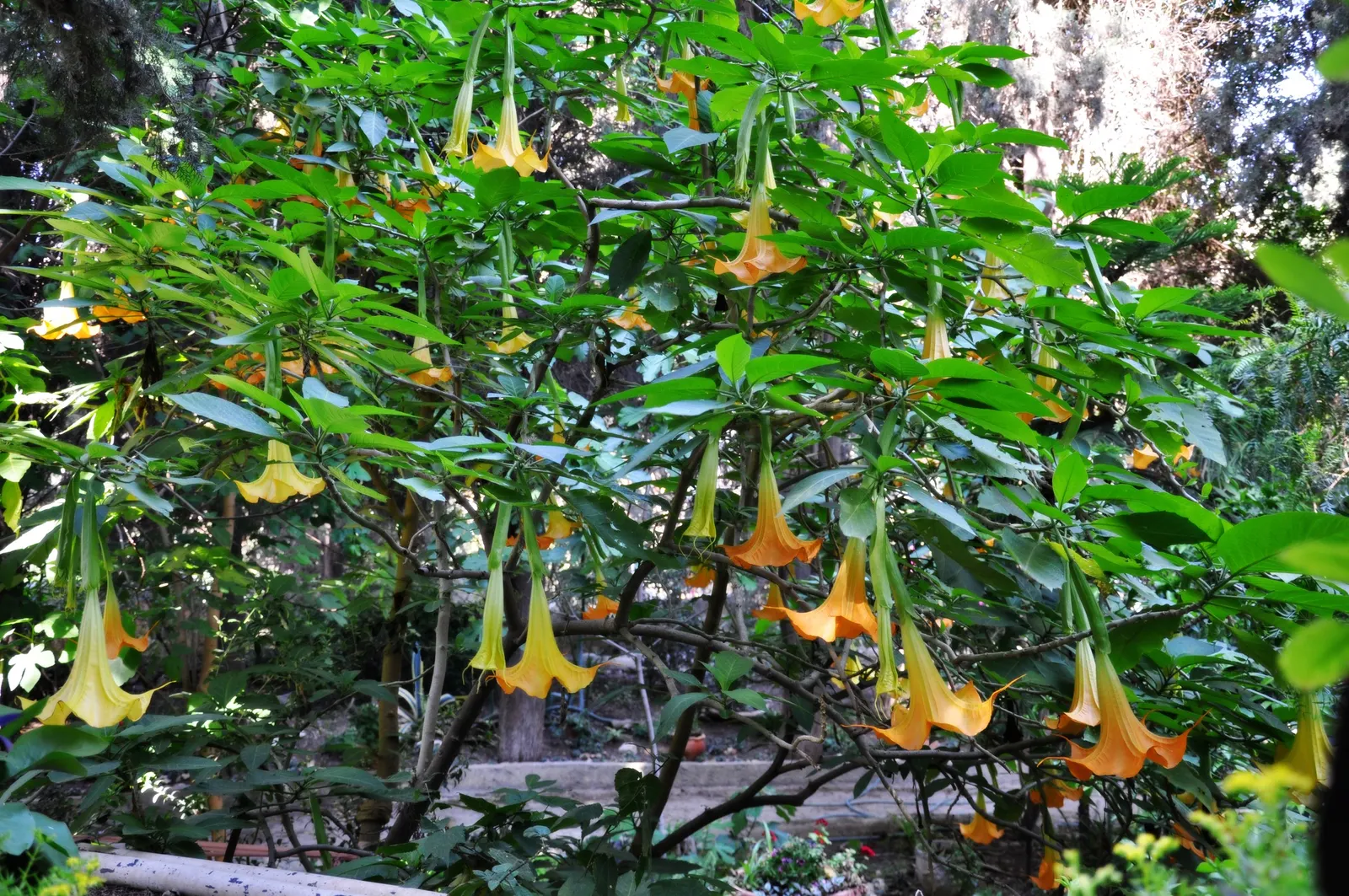 Angel's Trumpet Cultivars (Brugmansia Cultivars) — Note that all parts of Angel's Trumpet are toxic if ingested; shrub with yellow blooms