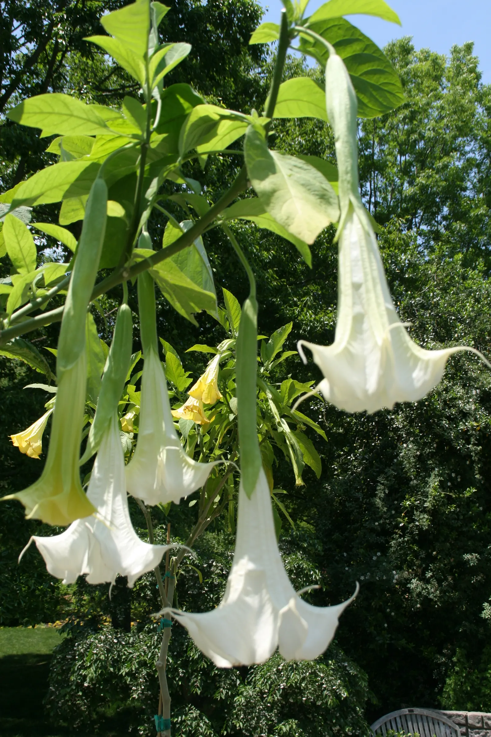 Angel's Trumpet Cultivars (Brugmansia Cultivars) — trumpet-shaped flowers that can add a dramatic flair to any landscape design; typically reaching, image 49