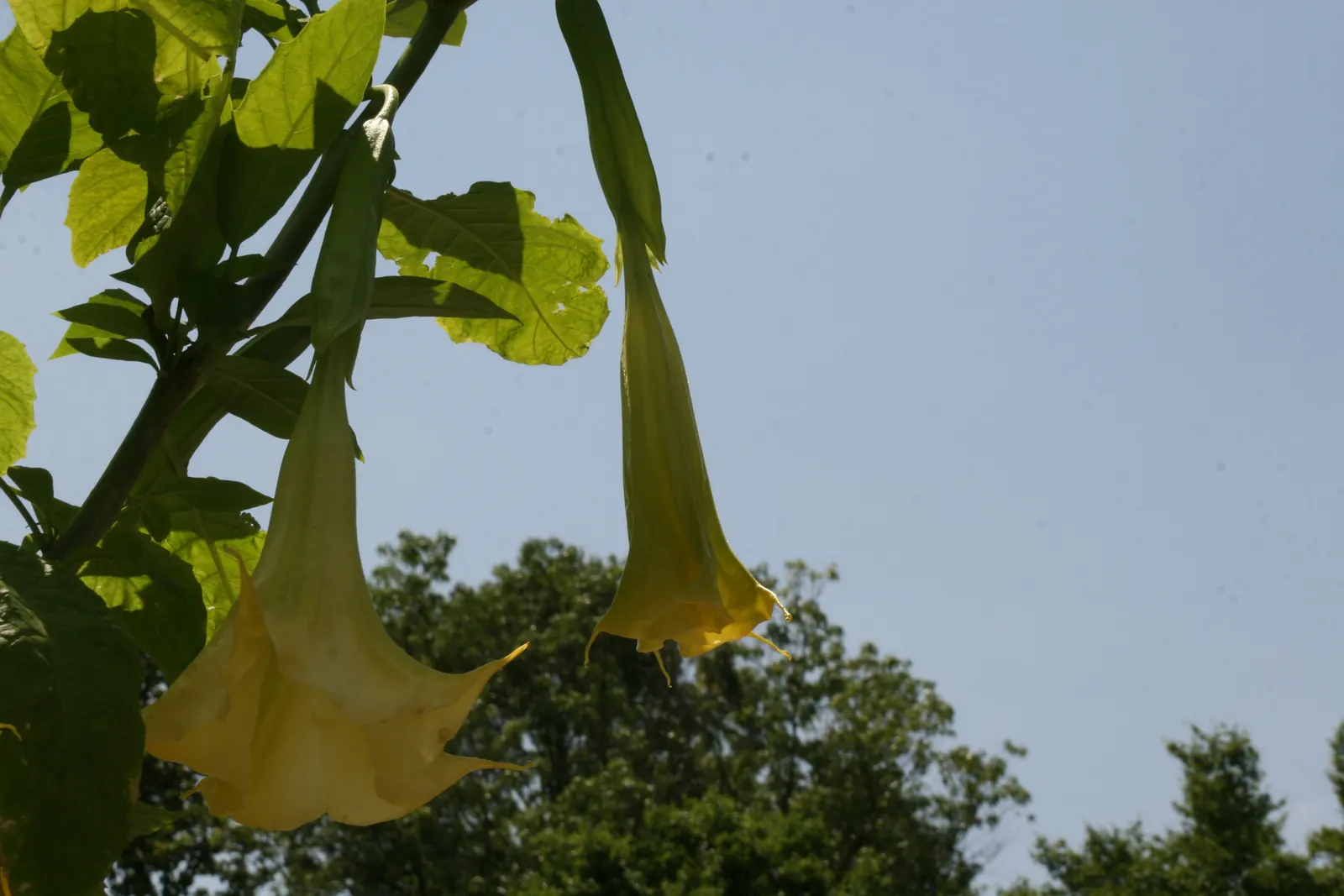 Angel's Trumpet Cultivars (Brugmansia Cultivars) — especially enchanting in the evening hours