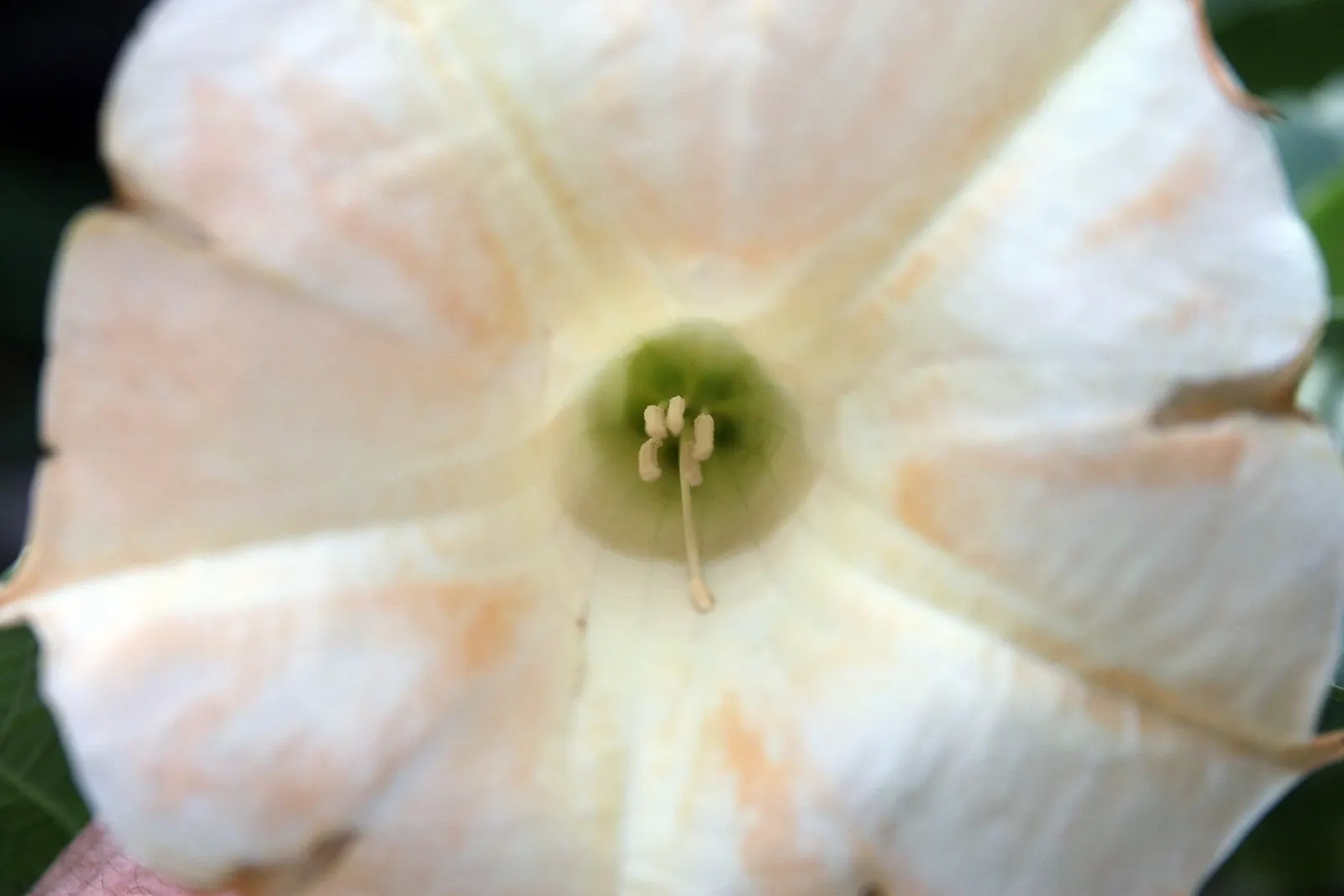 Angel's Trumpet Cultivars (Brugmansia Cultivars) — shrub for full or half; these cultivars will be the centerpiece of any temperate to subtropical landscape