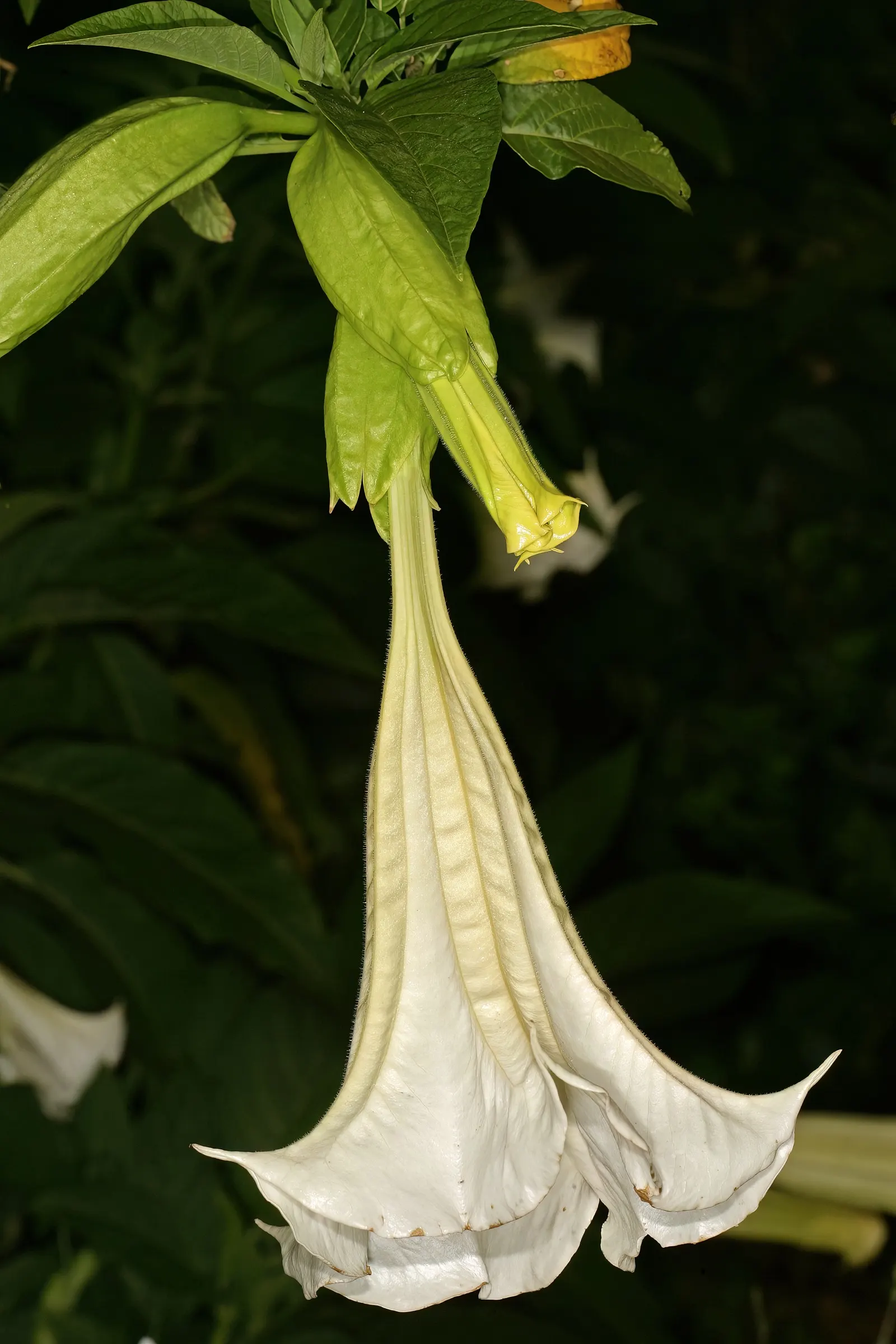 Angel's Trumpet Cultivars (Brugmansia Cultivars) — The Brugmansia genus includes several species with flowers in hues of white