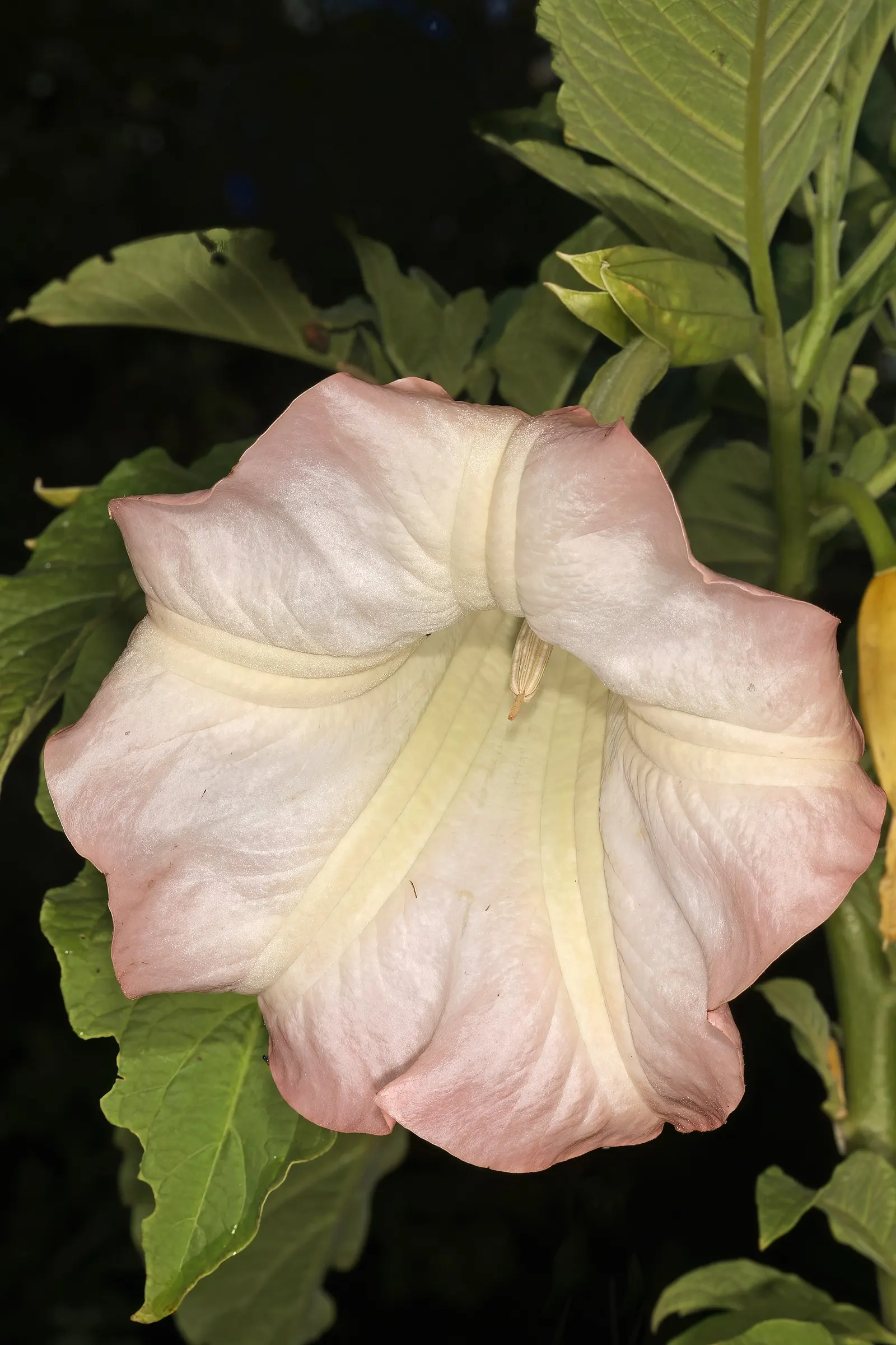 Angel's Trumpet Cultivars (Brugmansia Cultivars) — ovate leaves with coarse margins add a lush; they perform best in full sun to partial shade