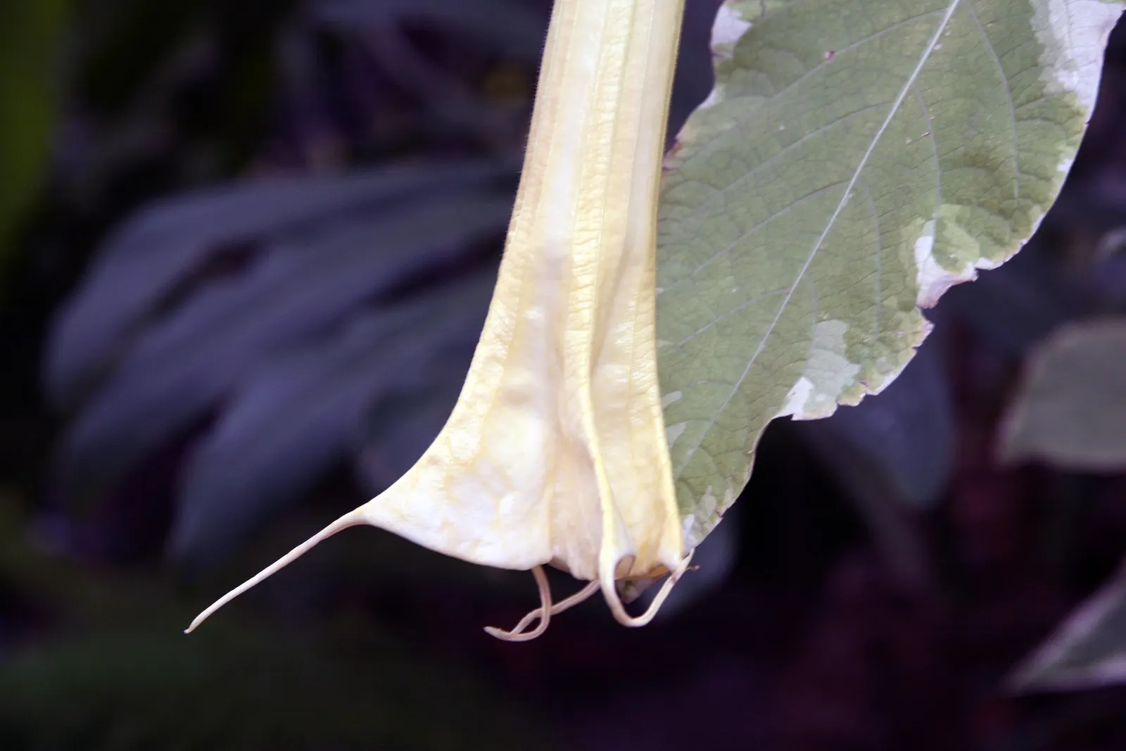 Angel's Trumpet Cultivars (Brugmansia Cultivars) — a soft green.<br><br>The plants are vigorous growers; note that all parts of Angel's Trumpet are toxic if