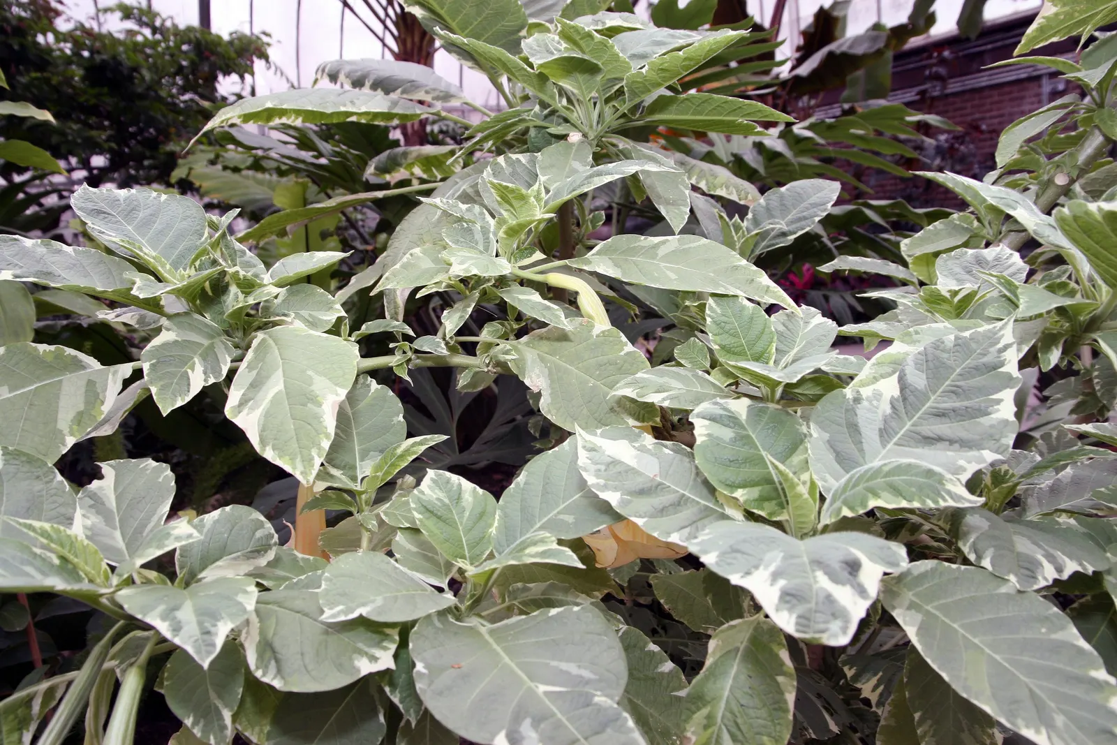 Angel's Trumpet Cultivars (Brugmansia Cultivars) — especially enchanting in the evening hours; they thrive in USDA zones 9-12, preferring well-drained soil