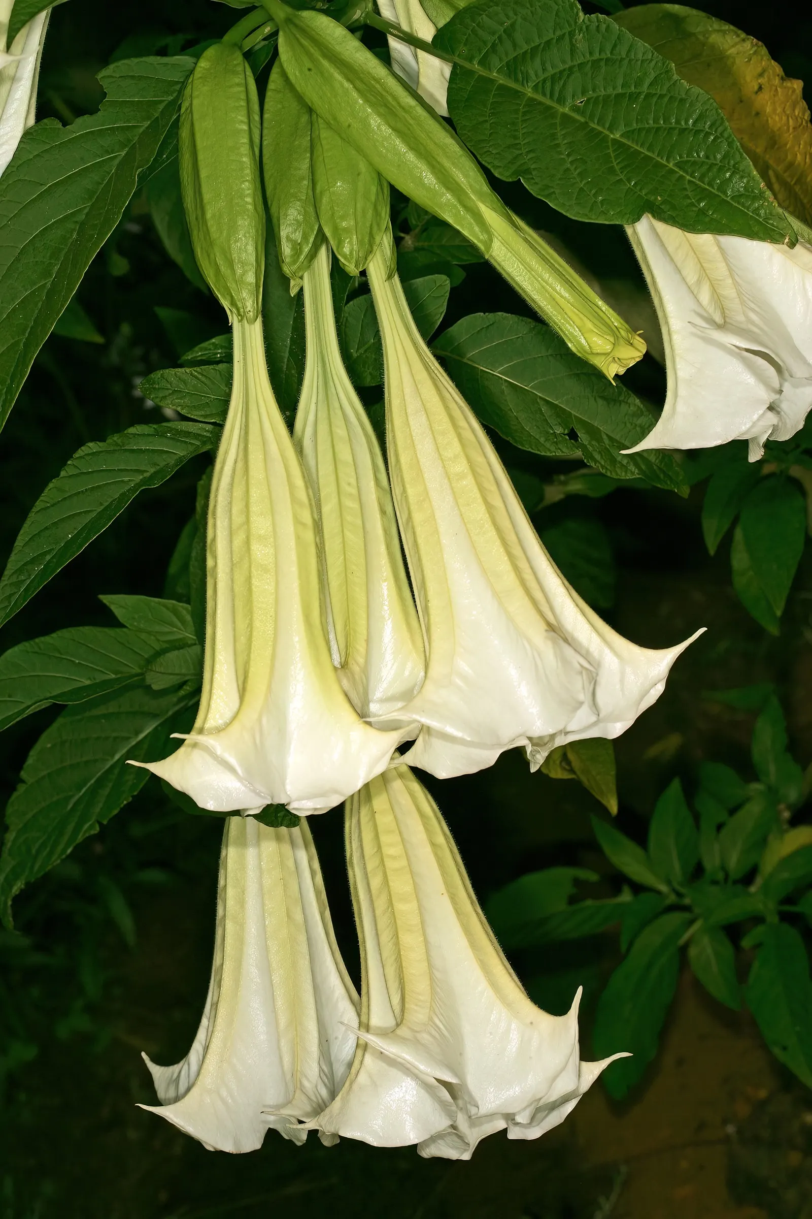 Angel's Trumpet Cultivars (Brugmansia Cultivars) — typically reaching heights of 6 to 12 feet with a similar spread; cultivars vary in height from, image 54