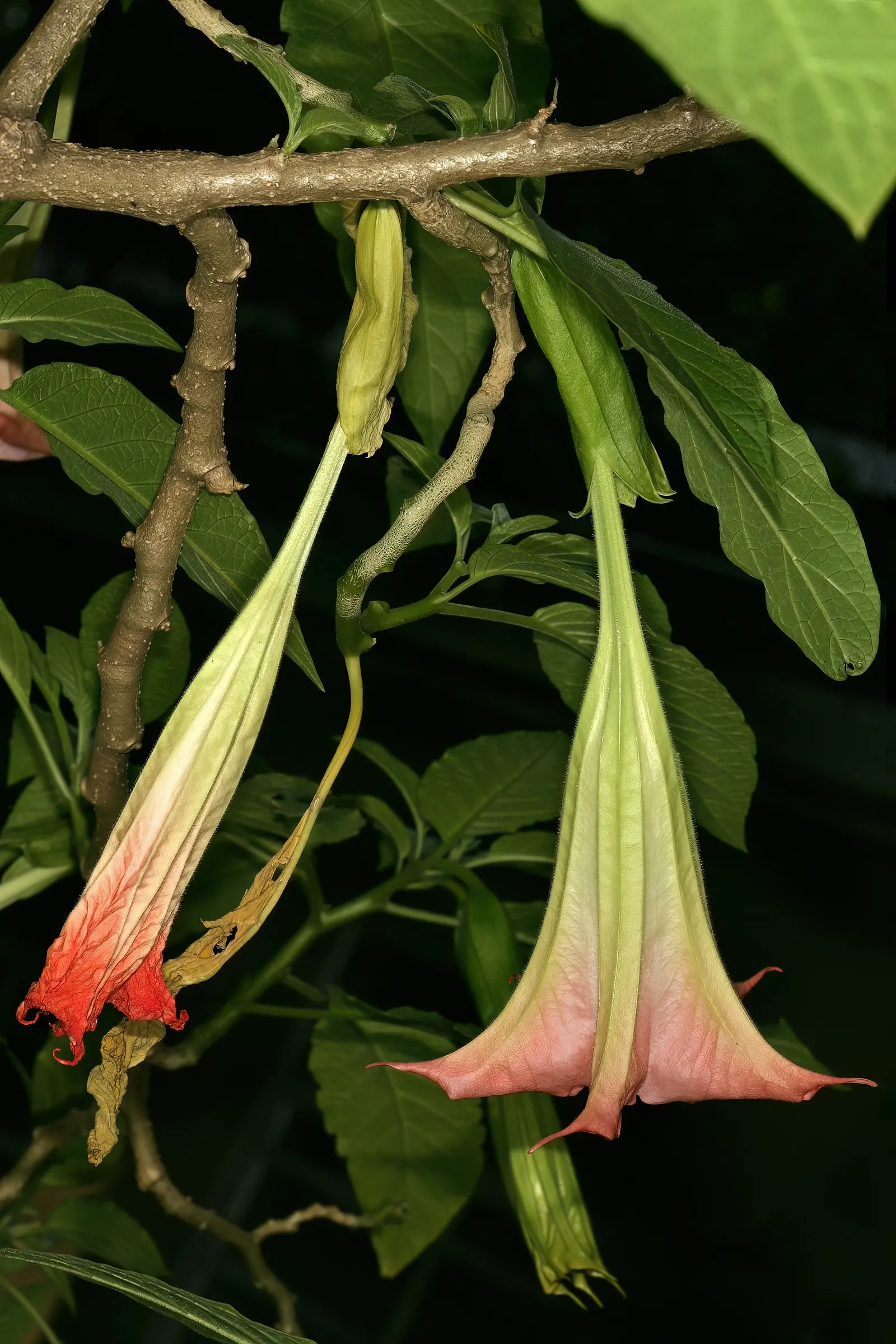 Angel's Trumpet Cultivars (Brugmansia Cultivars) — which can range from 6 to 20 inches in length; and care should be taken to plant them away from children and