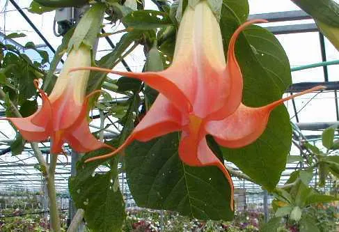 Angel's Trumpet Cultivars (Brugmansia Cultivars) — They perform best in full sun to partial shade