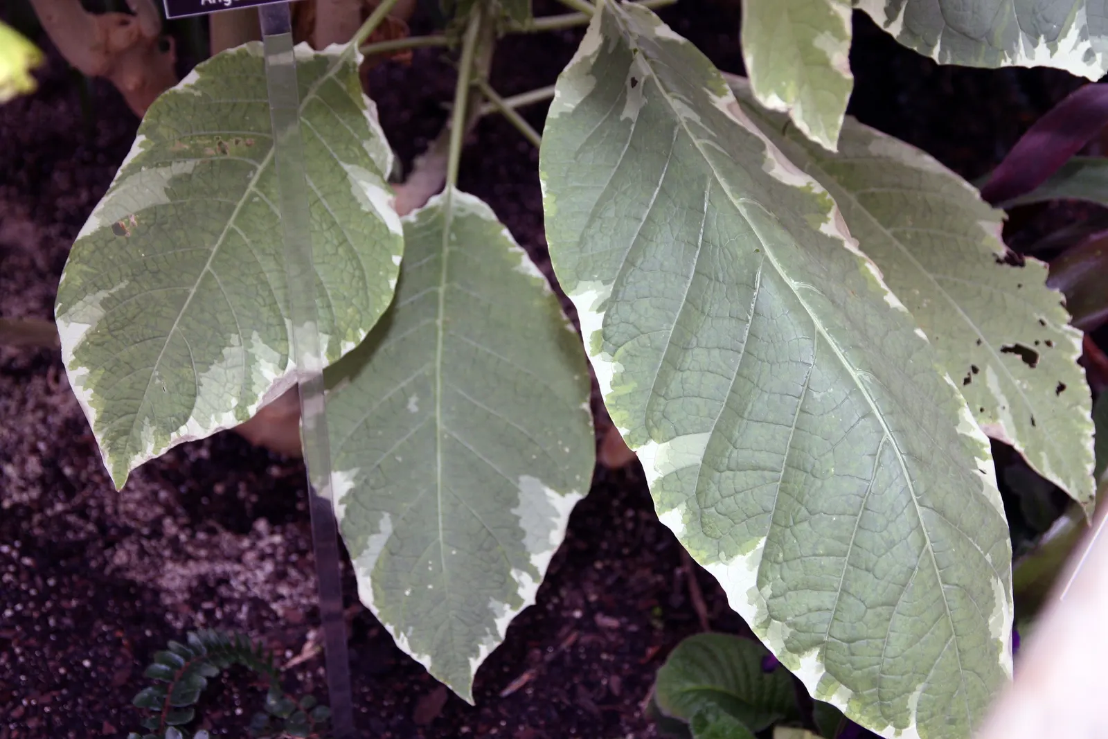 Angel's Trumpet Cultivars (Brugmansia Cultivars) — tropical feel to a garden space.<br><br>Brugmansia cultivars thrive in USDA Hardiness Zones 9, image 35