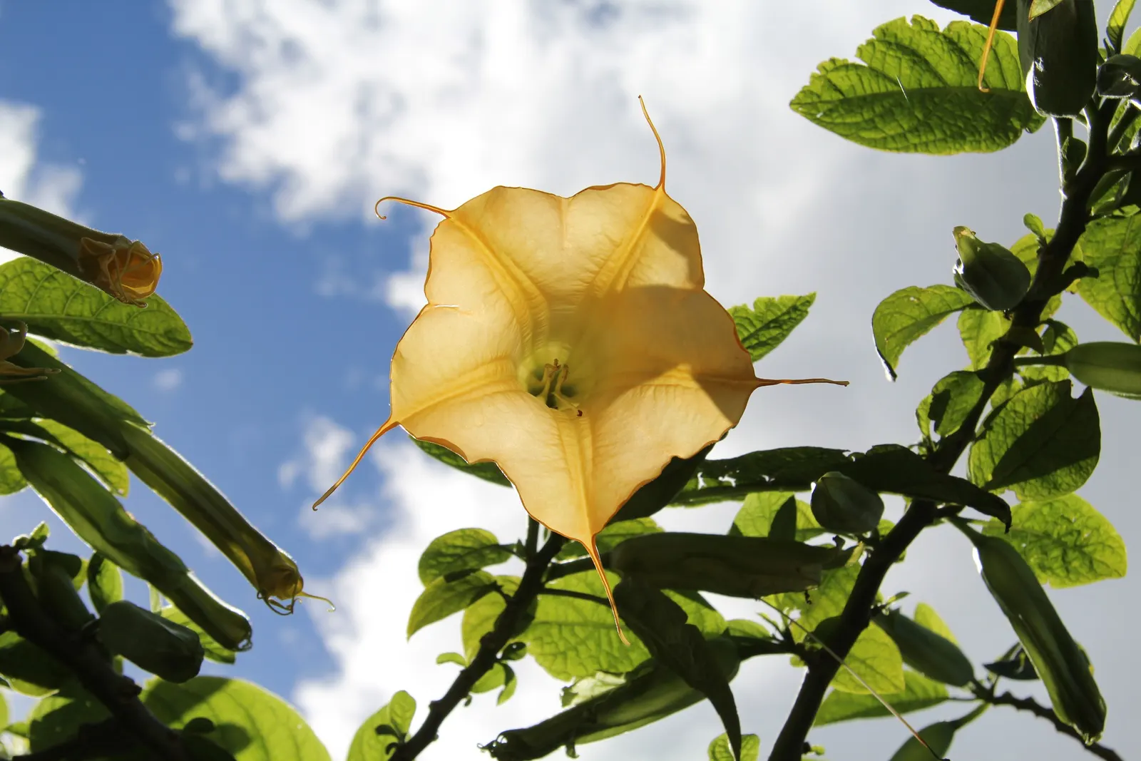 Angel's Trumpet Cultivars (Brugmansia Cultivars) — and care should be taken to plant them away from children and pets