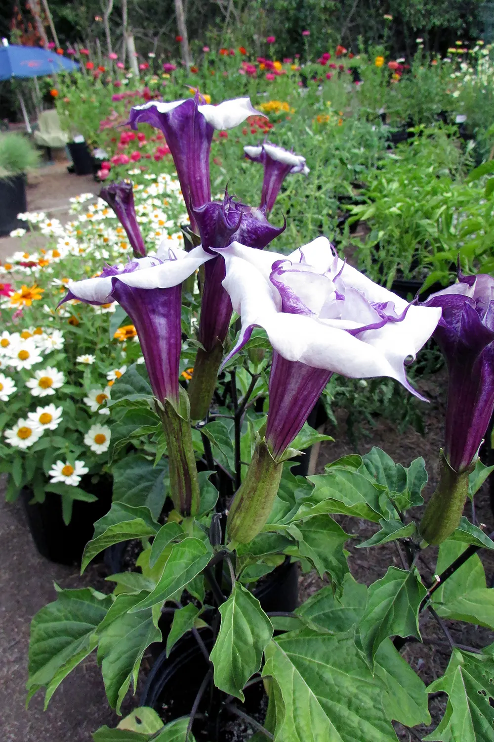 Angel's Trumpet Cultivars (Brugmansia Cultivars) — The Brugmansia genus includes several species with flowers in hues of white; a soft green.<br><br>The plants