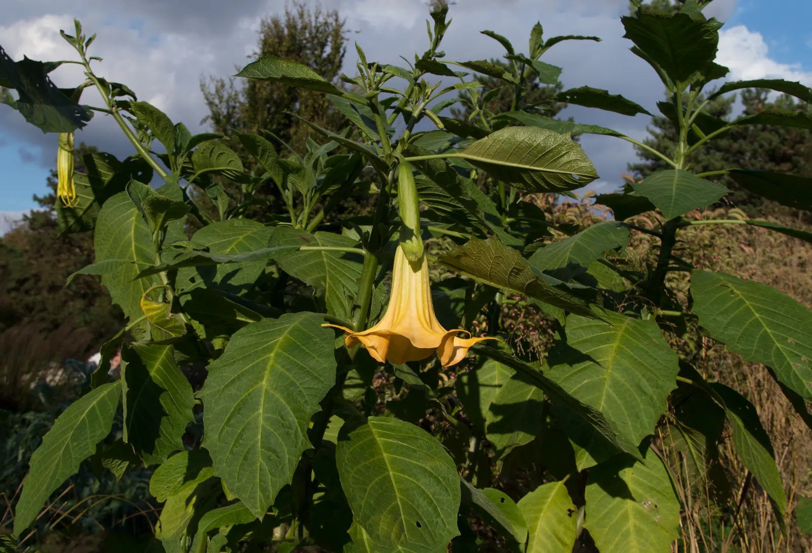 Angel's Trumpet Cultivars (Brugmansia Cultivars) — Cultivars vary in height from 6 to 20 feet, with blooms ranging in color from white, yellow, to, image 45