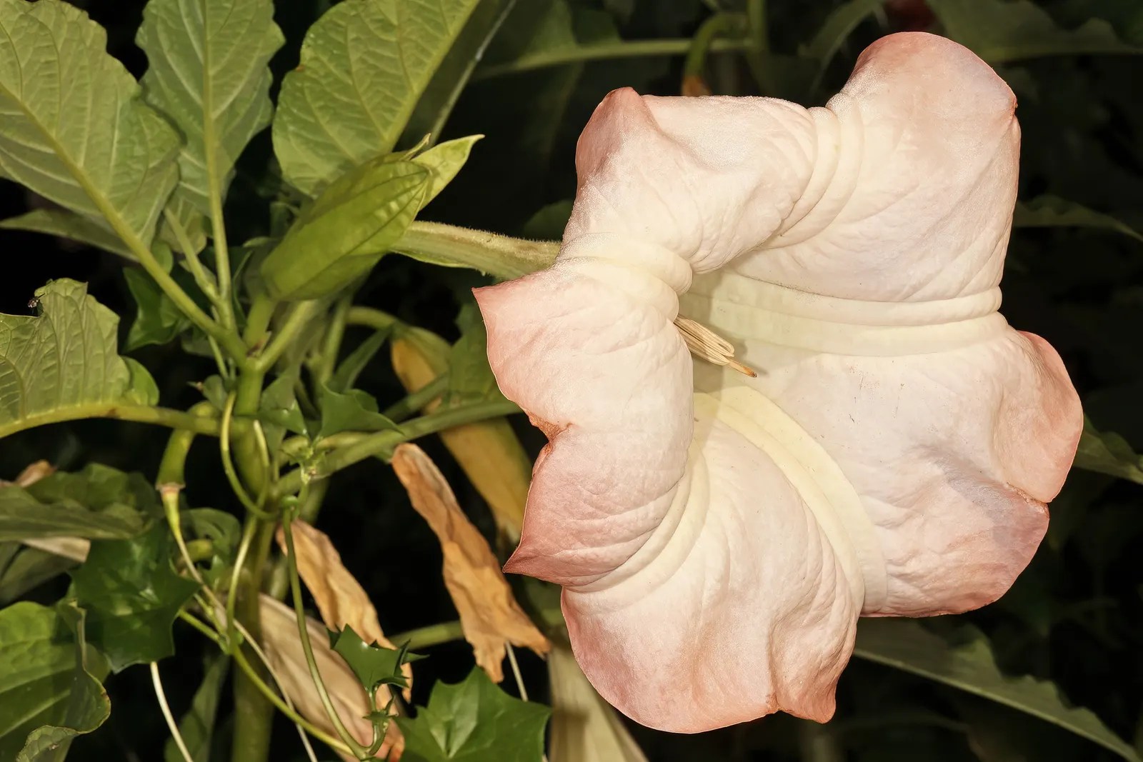 Angel's Trumpet Cultivars (Brugmansia Cultivars) — yellow flowers in the garden; trumpet-shaped flowers that can add a dramatic flair to any landscape design