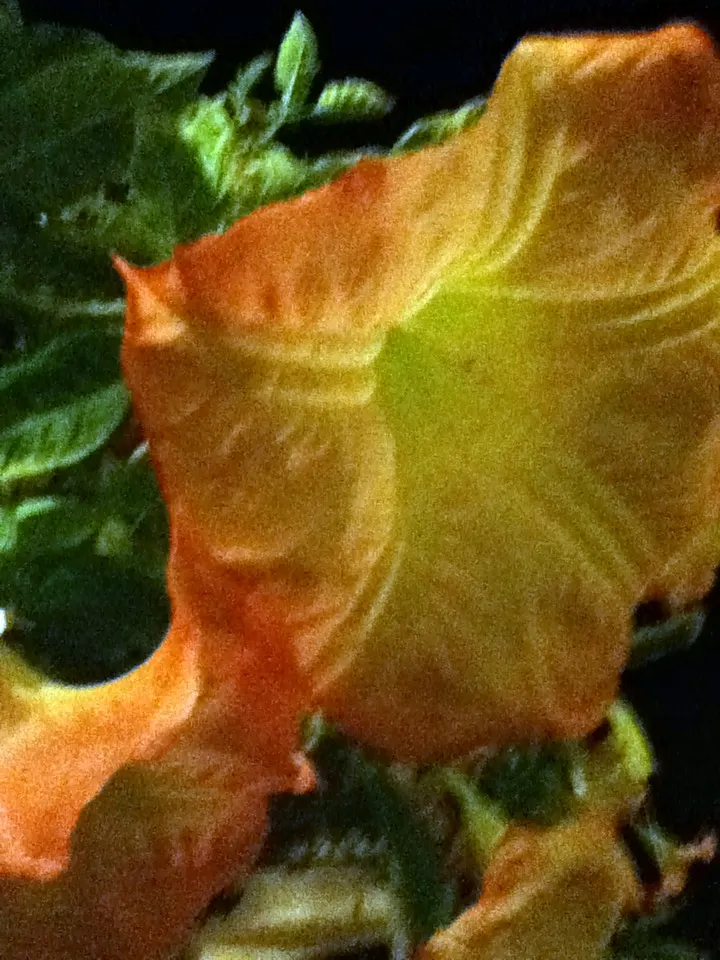 Angel's Trumpet Cultivars (Brugmansia Cultivars) — Provides a dramatic, exotic touch to any landscape