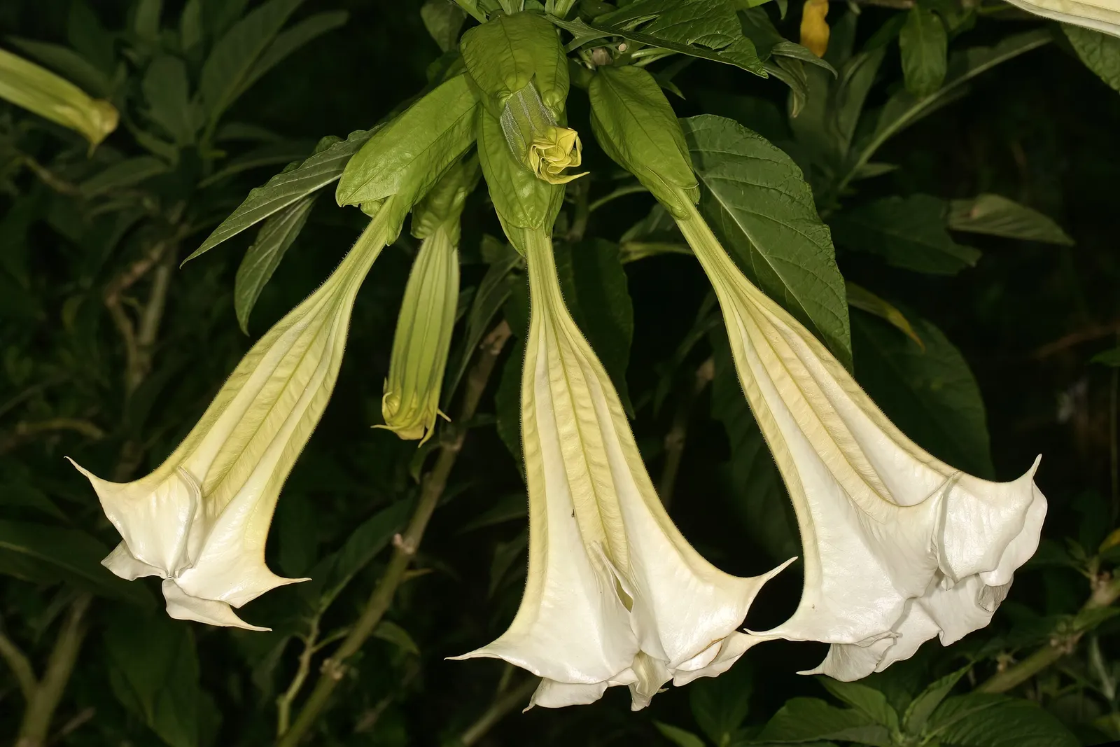 Angel's Trumpet Cultivars (Brugmansia Cultivars) — preferring well-drained soil with regular watering to maintain slight moisture