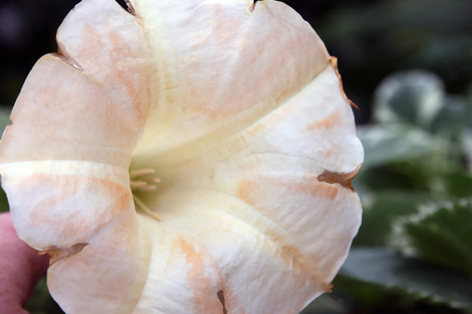 Angel's Trumpet Cultivars (Brugmansia Cultivars) — Provides a dramatic, exotic touch to any landscape; caution: all parts are toxic if ingested