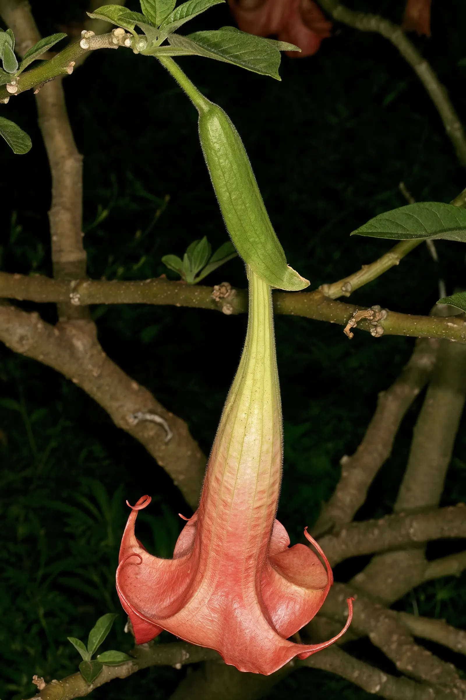 Angel's Trumpet Cultivars (Brugmansia Cultivars) — these cultivars will be the centerpiece of any temperate to subtropical landscape design