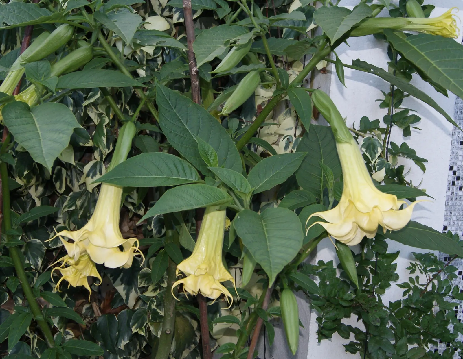 Angel's Trumpet Cultivars (Brugmansia Cultivars) — trumpet-shaped flowers that can add a dramatic flair to any landscape design; typically reaching heights of