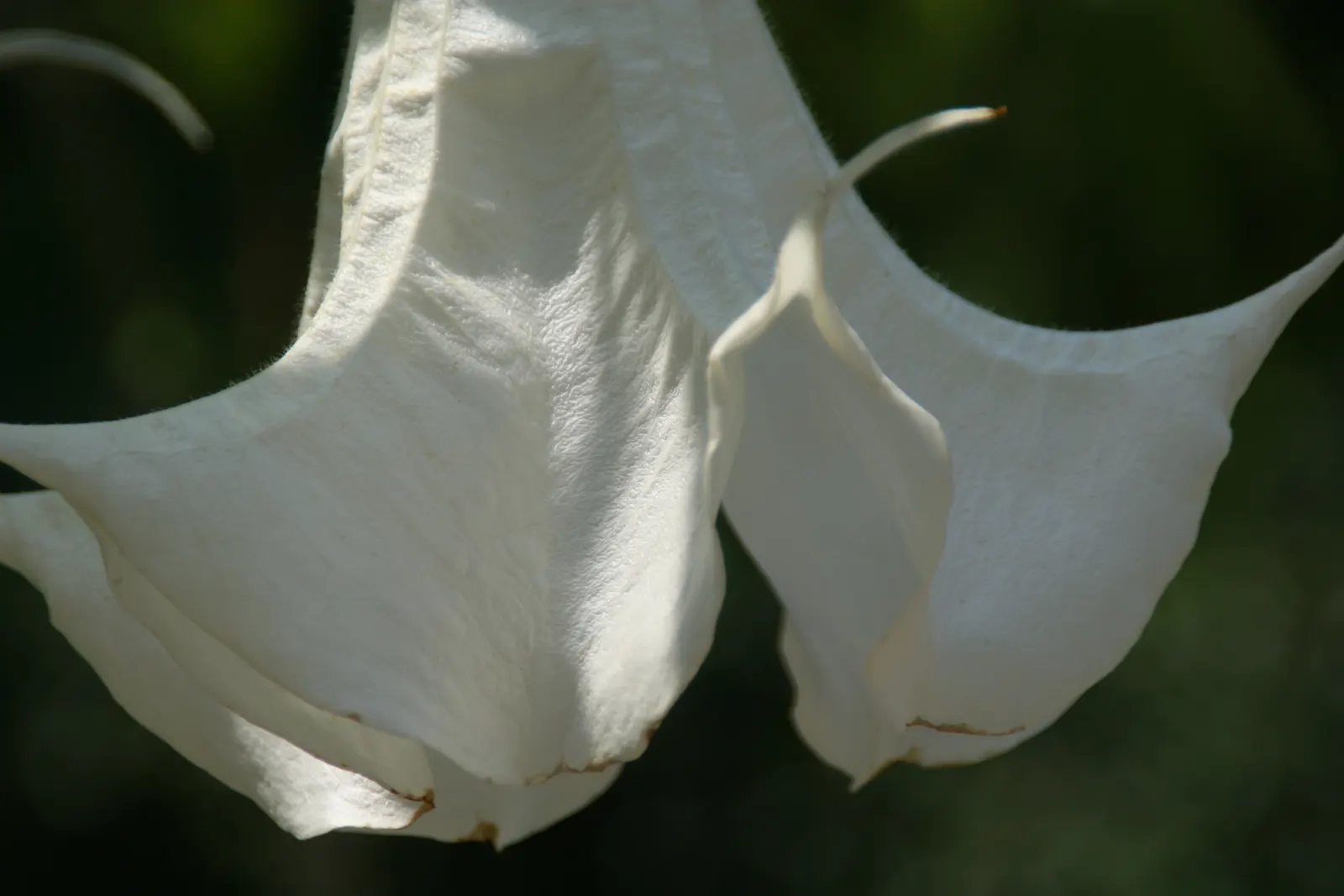 Angel's Trumpet Cultivars (Brugmansia Cultivars) — typically reaching heights of 6 to 12 feet with a similar spread