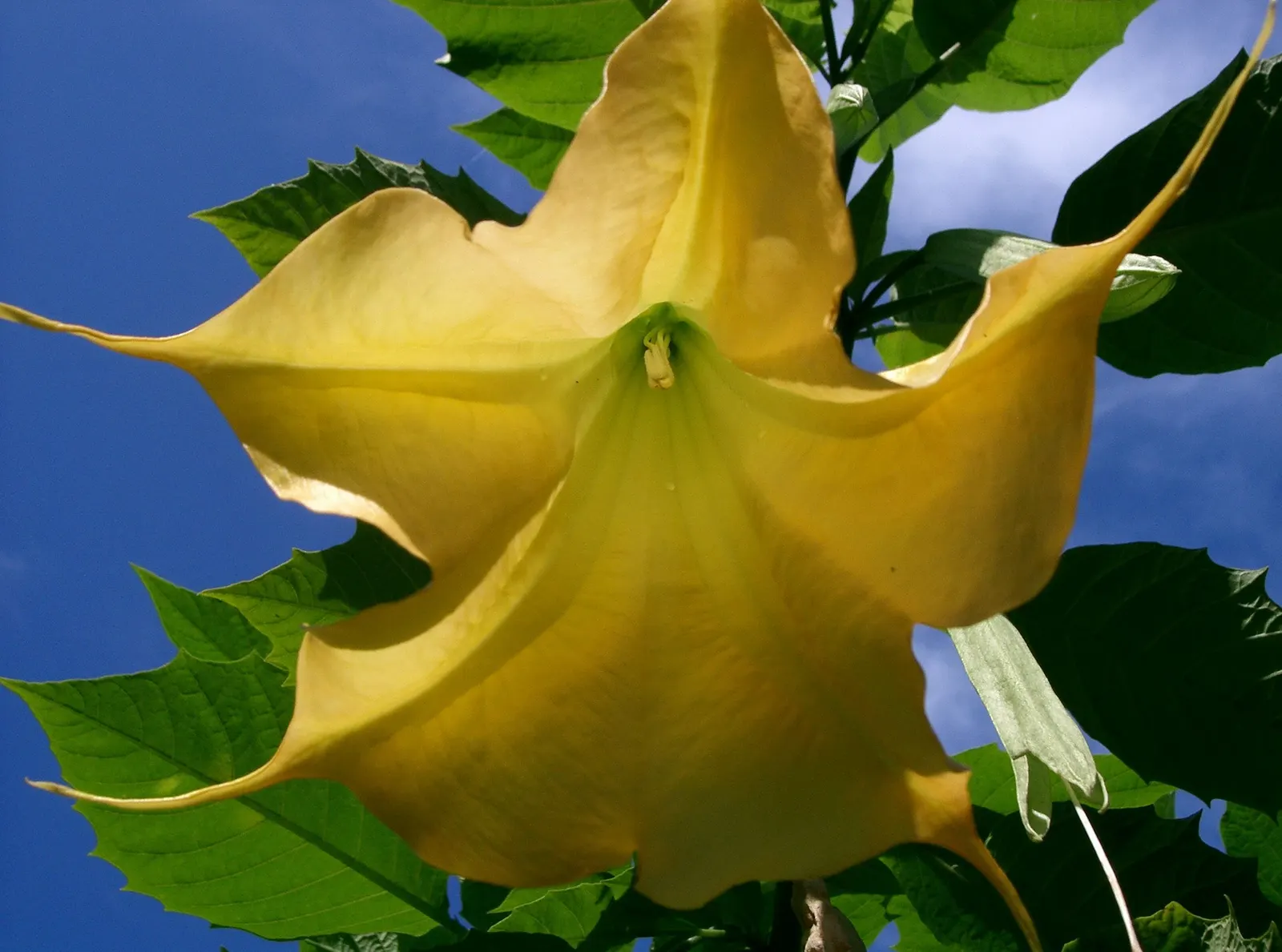 Angel's Trumpet Cultivars (Brugmansia Cultivars) — preferring well-drained soil with regular watering to maintain slight moisture; especially enchanting in the